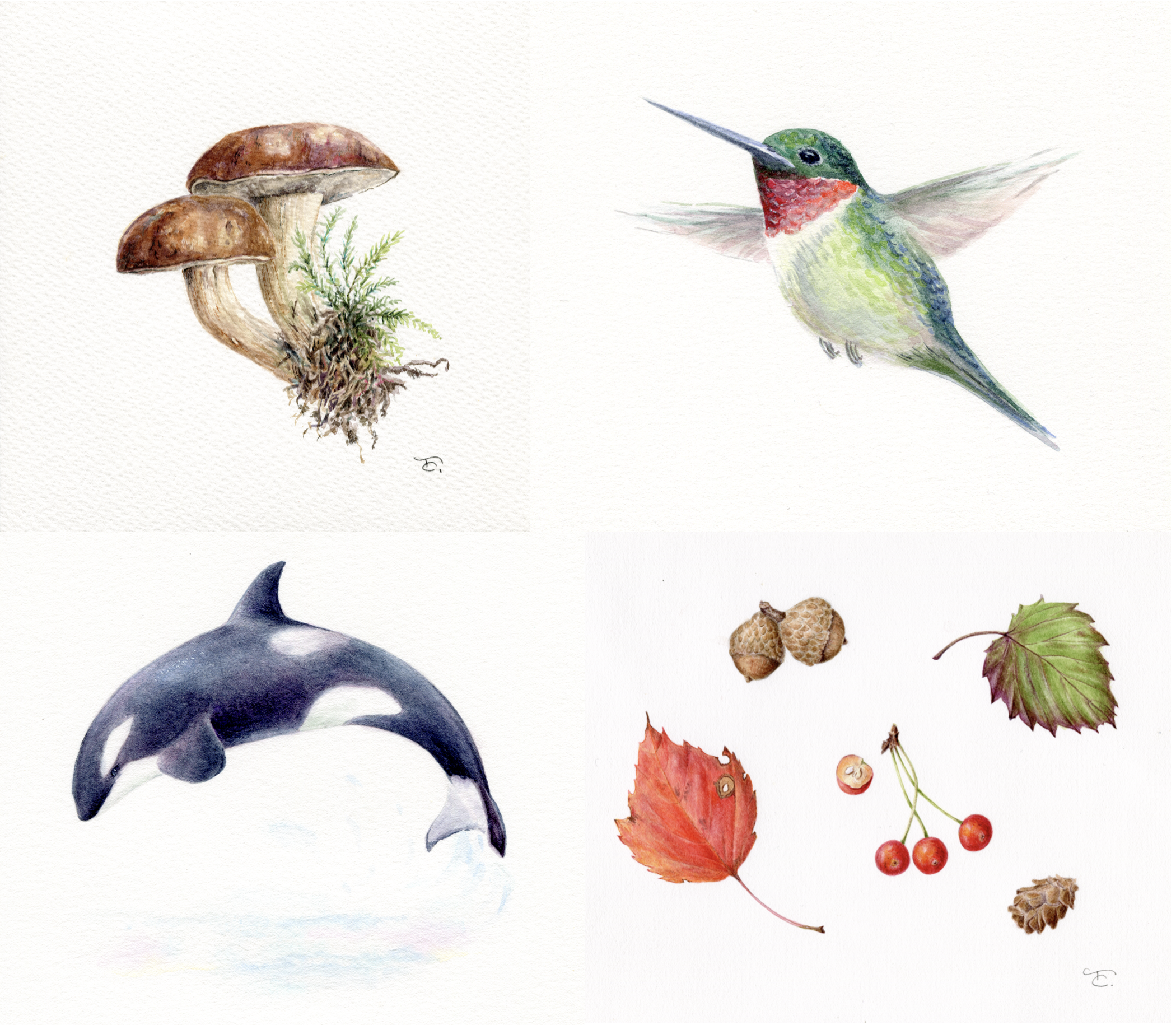 Watercolor Illustration Workshop (NRAS)