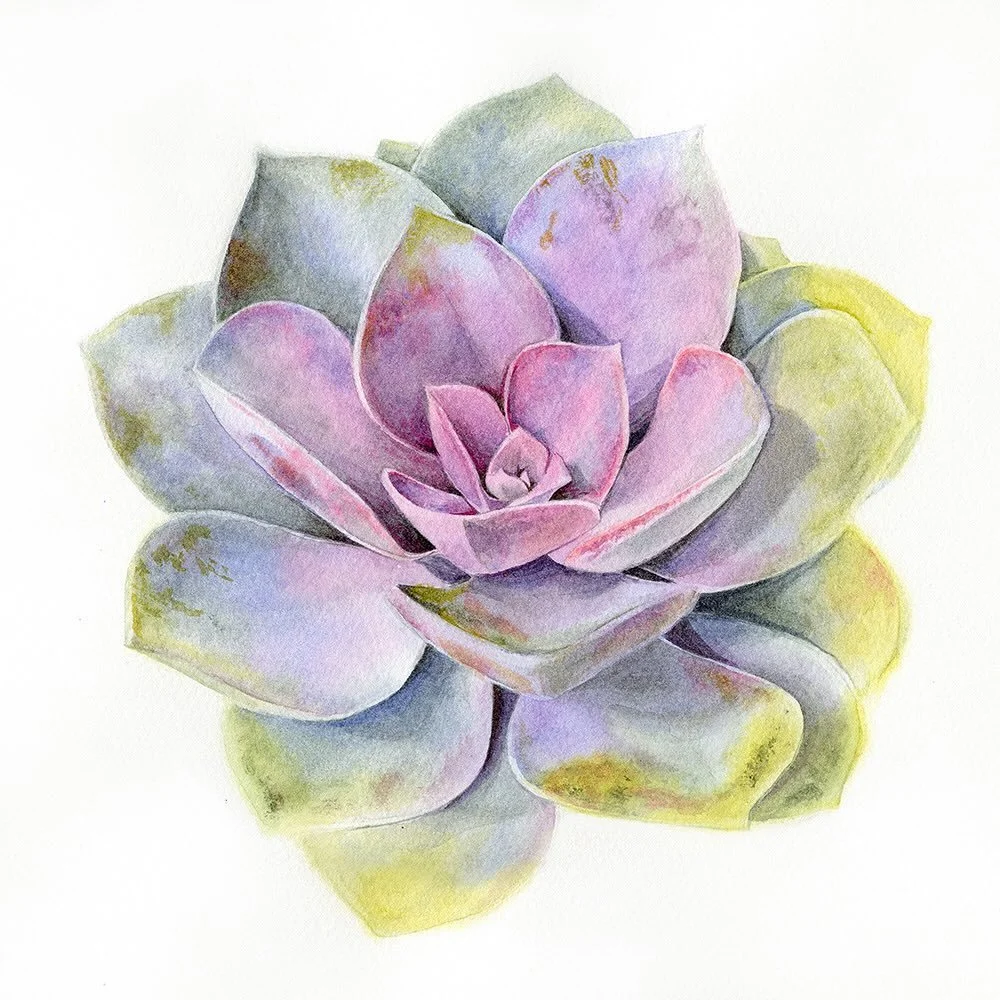 During these shortest days of the year I especially miss flowers and leaves, so I thought we could all use some color! I also realized I never posted the completed photo of this echeveria succulent I painted earlier this year &mdash; this plant is li