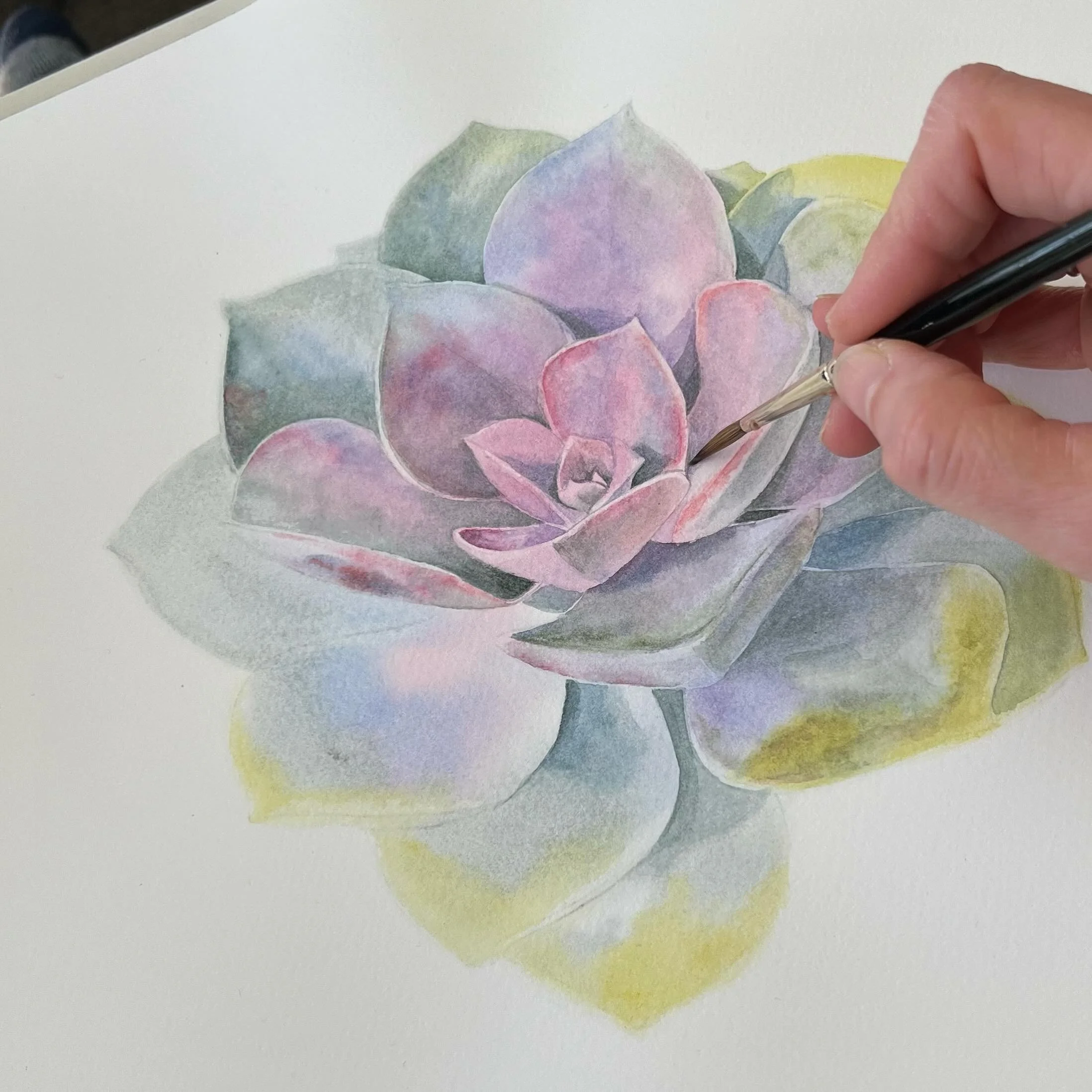 Work in progress: succulent edition ☺️ 🎨 
.
.
.
#watercolor #watercolour #watercolorsucculents #botanicalart #botanicalartlovers #botanicalillustration #botanicalartist #succulentlove #watercolorprocess #watercolorillustration #watercolorartist #suc