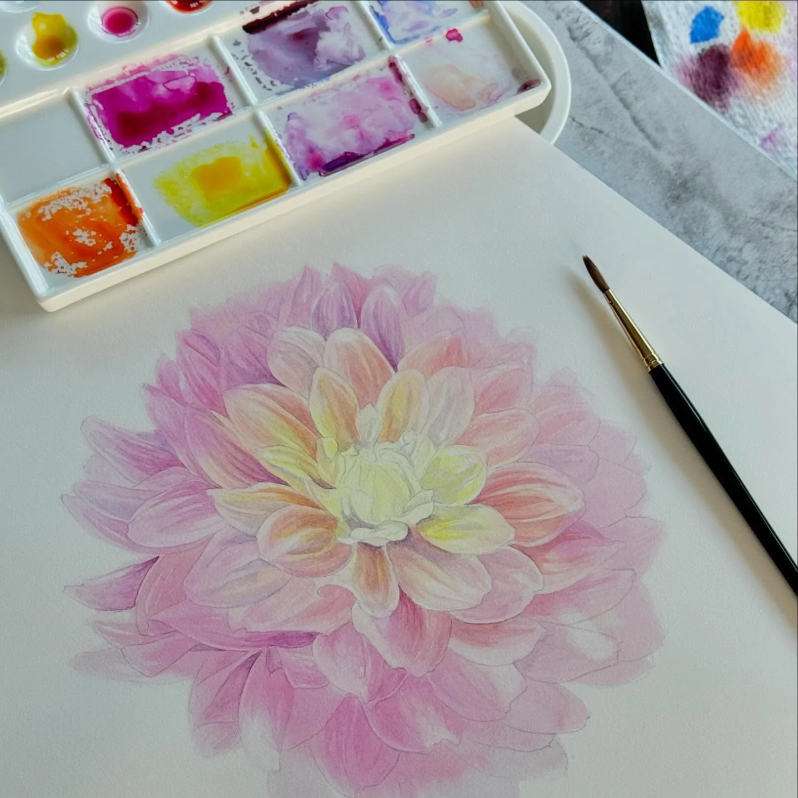 Dinner plate dahlia in progress 🌸  Pushing all those rainbow sherbet colors 🧡 

# watercolor #watercolour #botanicalillustration #botanicalartonline #watercolorartist #summerart