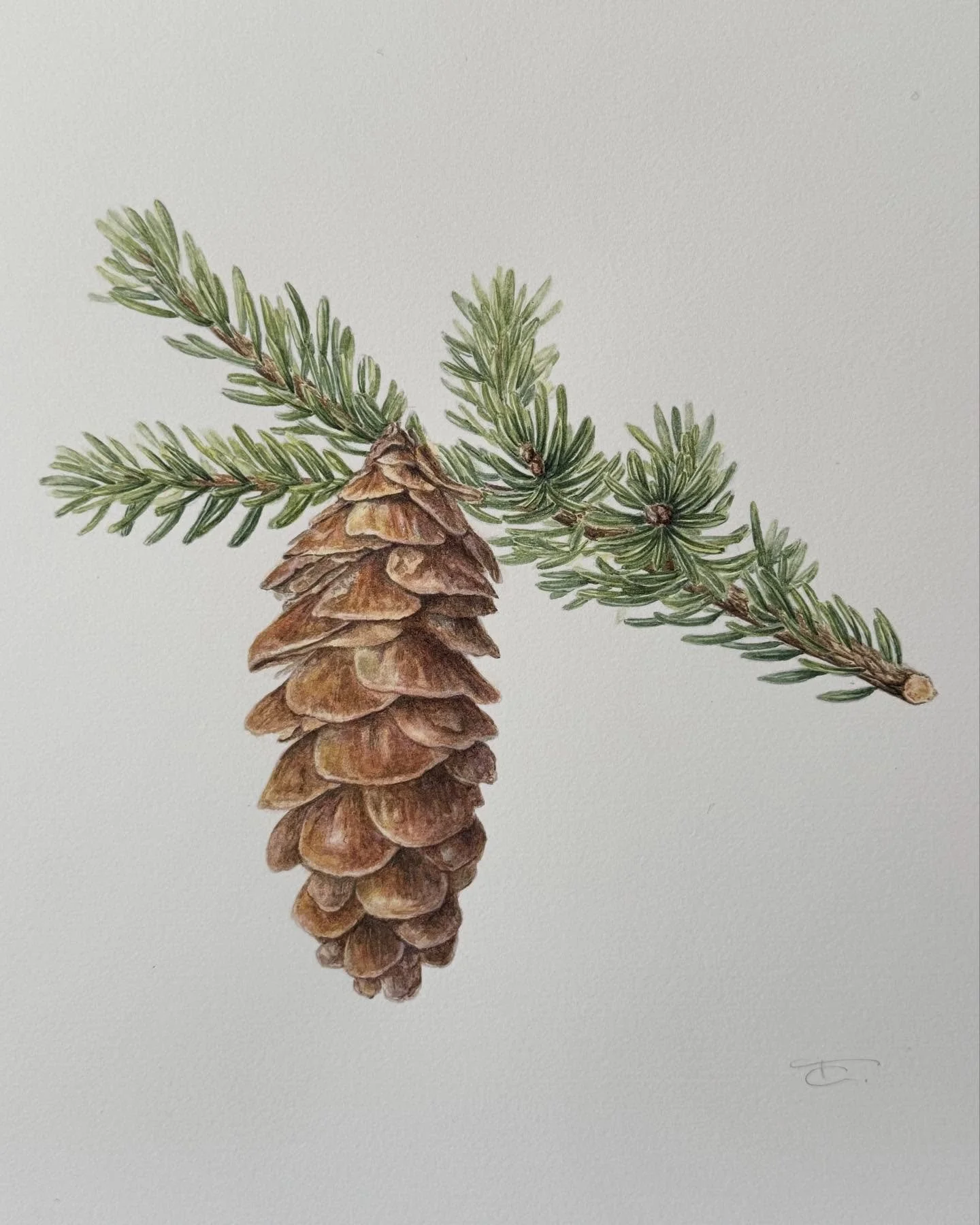A little winter botanical and some in-process behind the scenes pics. (Spruce pinecone)
I realized soon after picking up my brush that I&rsquo;d have to paint every pine needle one by one. Hm. Should know that by now, but as we say, settle in and tru