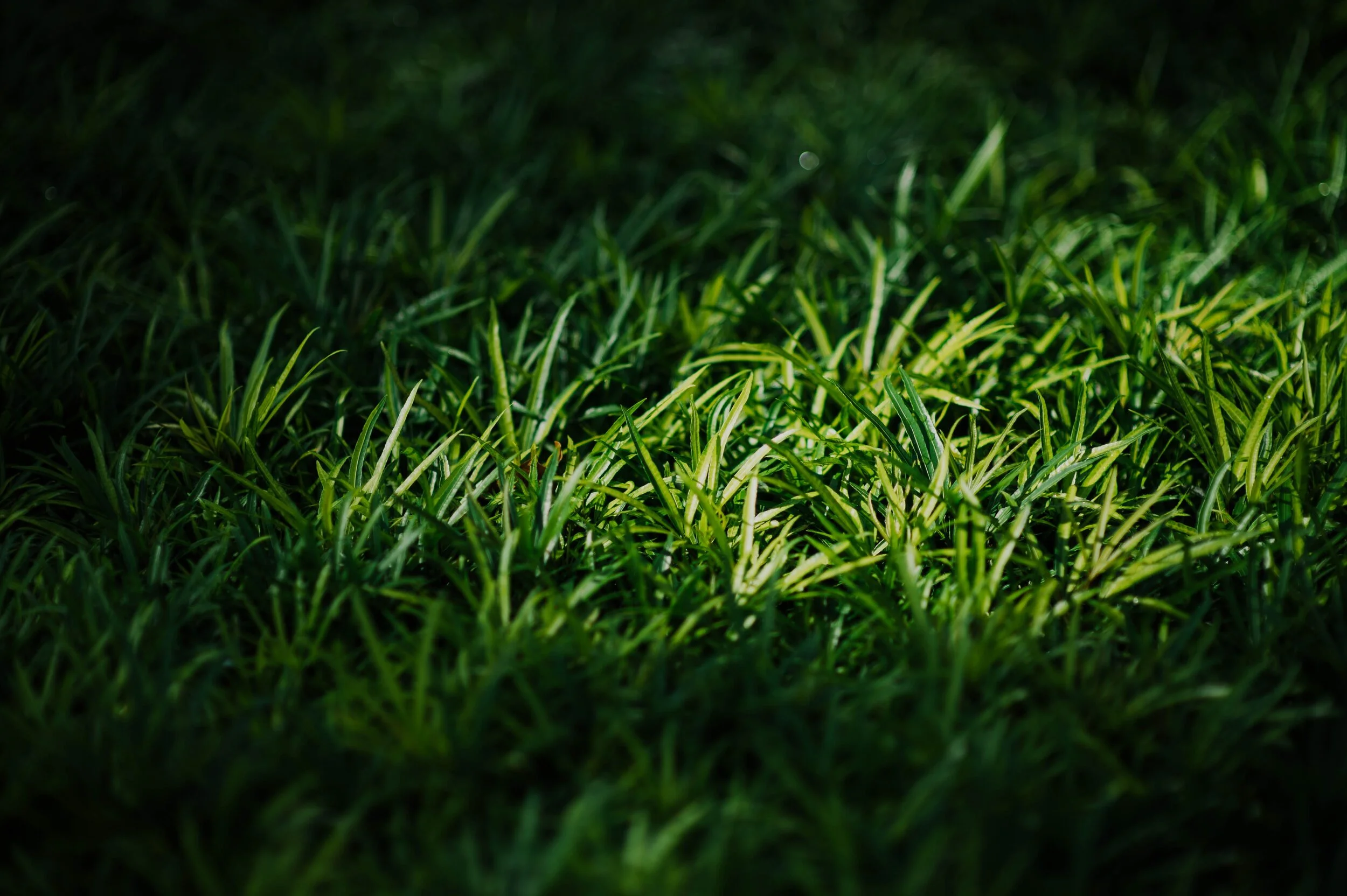 chuttersnap-A7KO30EbxQE-unsplash.jpg