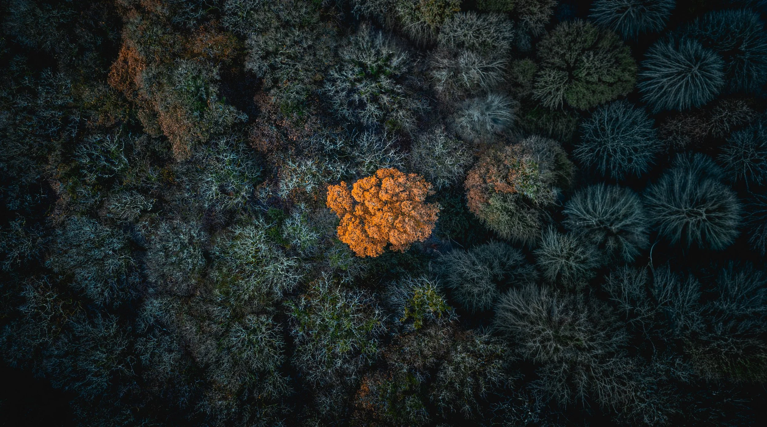 DJI_0517.jpg