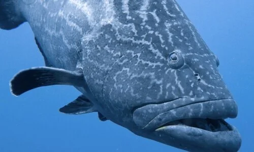 Jonah: Beyond the Great Fish