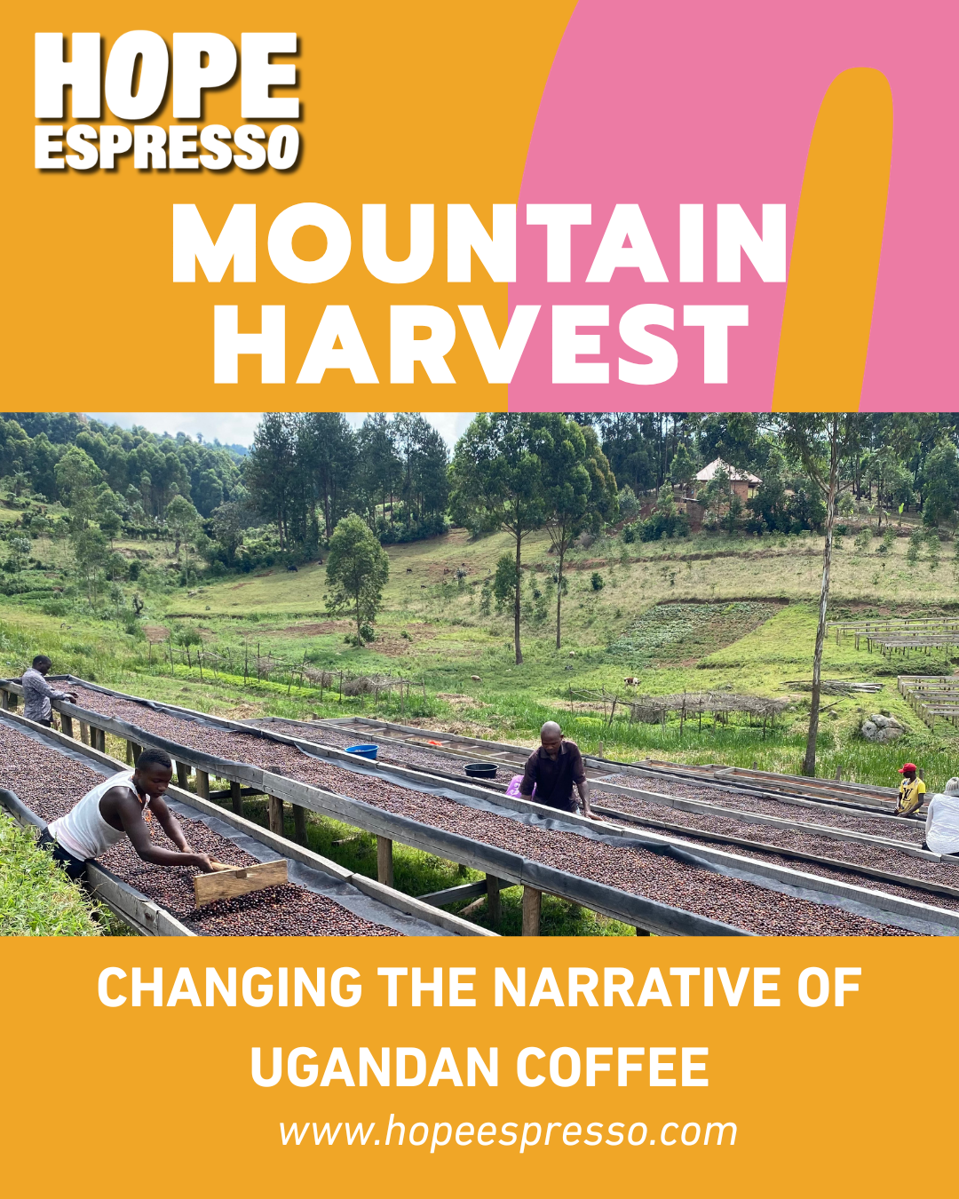 Mountain Harvest: Changing the Narrative of Ugandan Coffee