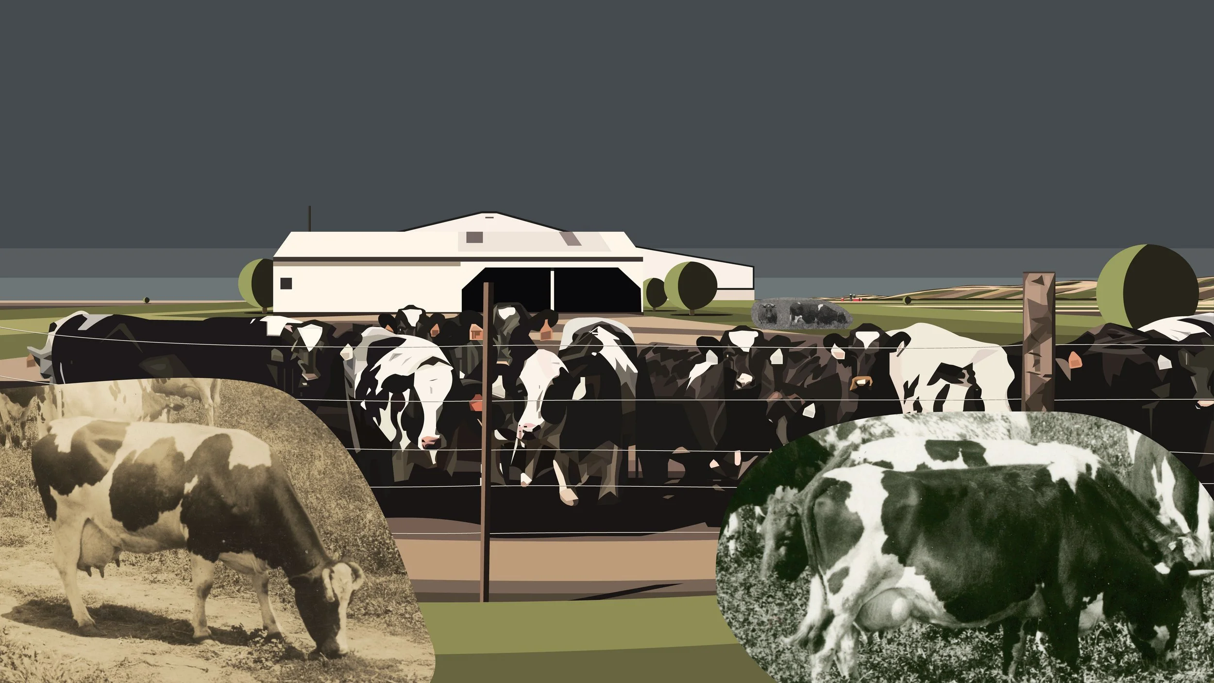 collagecows.jpg