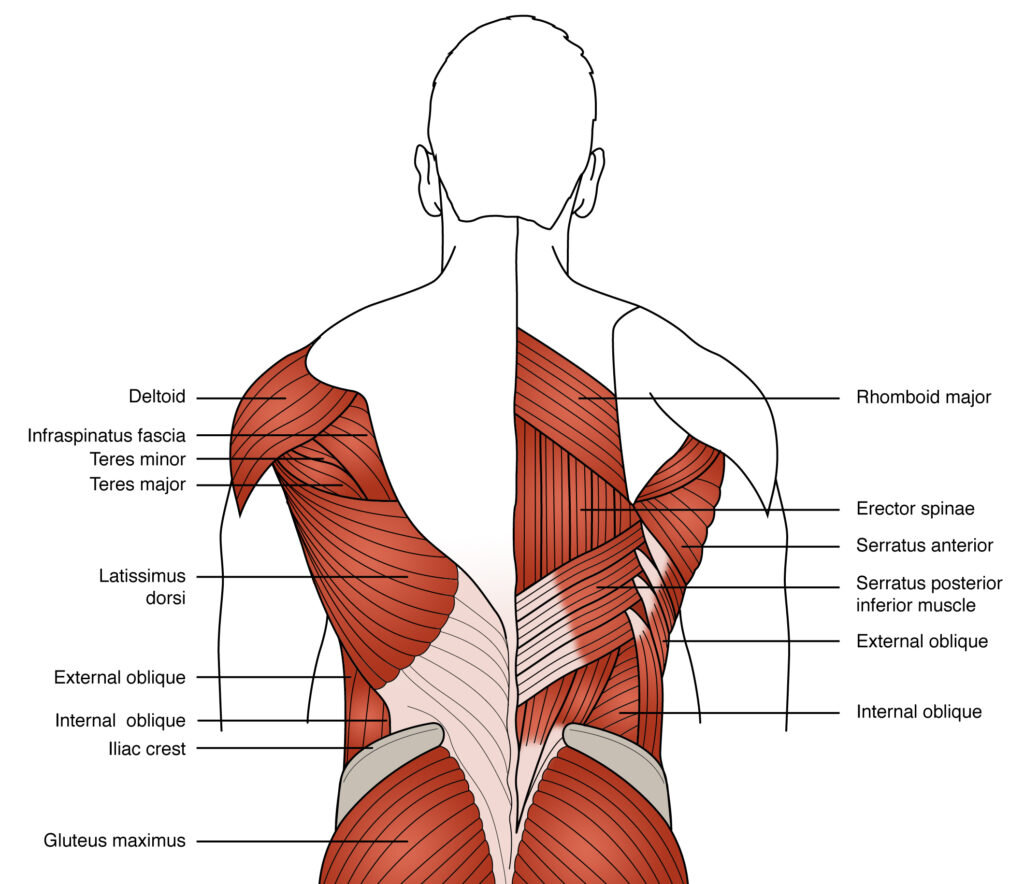 Lower Back Muscles Anatomy