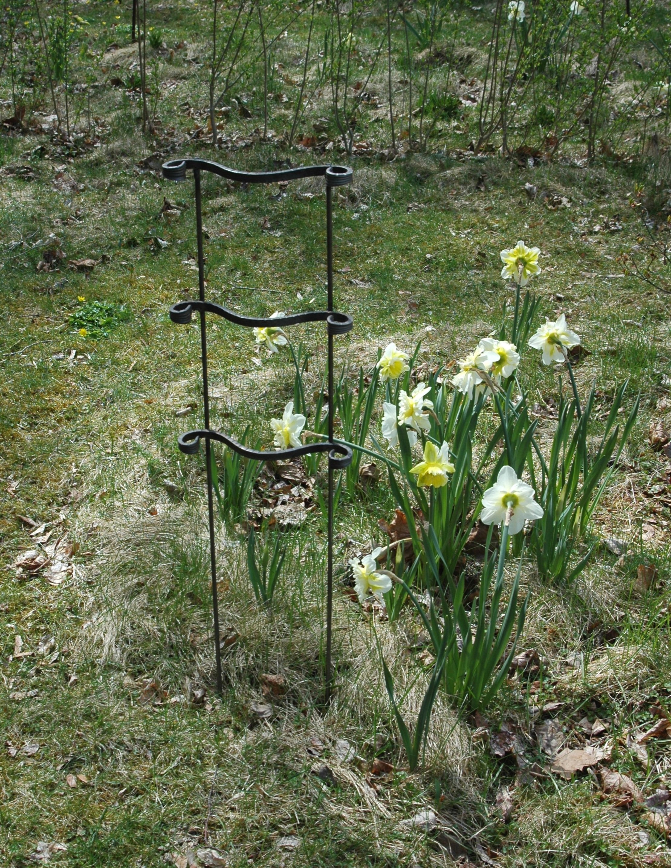 tall dahlia support