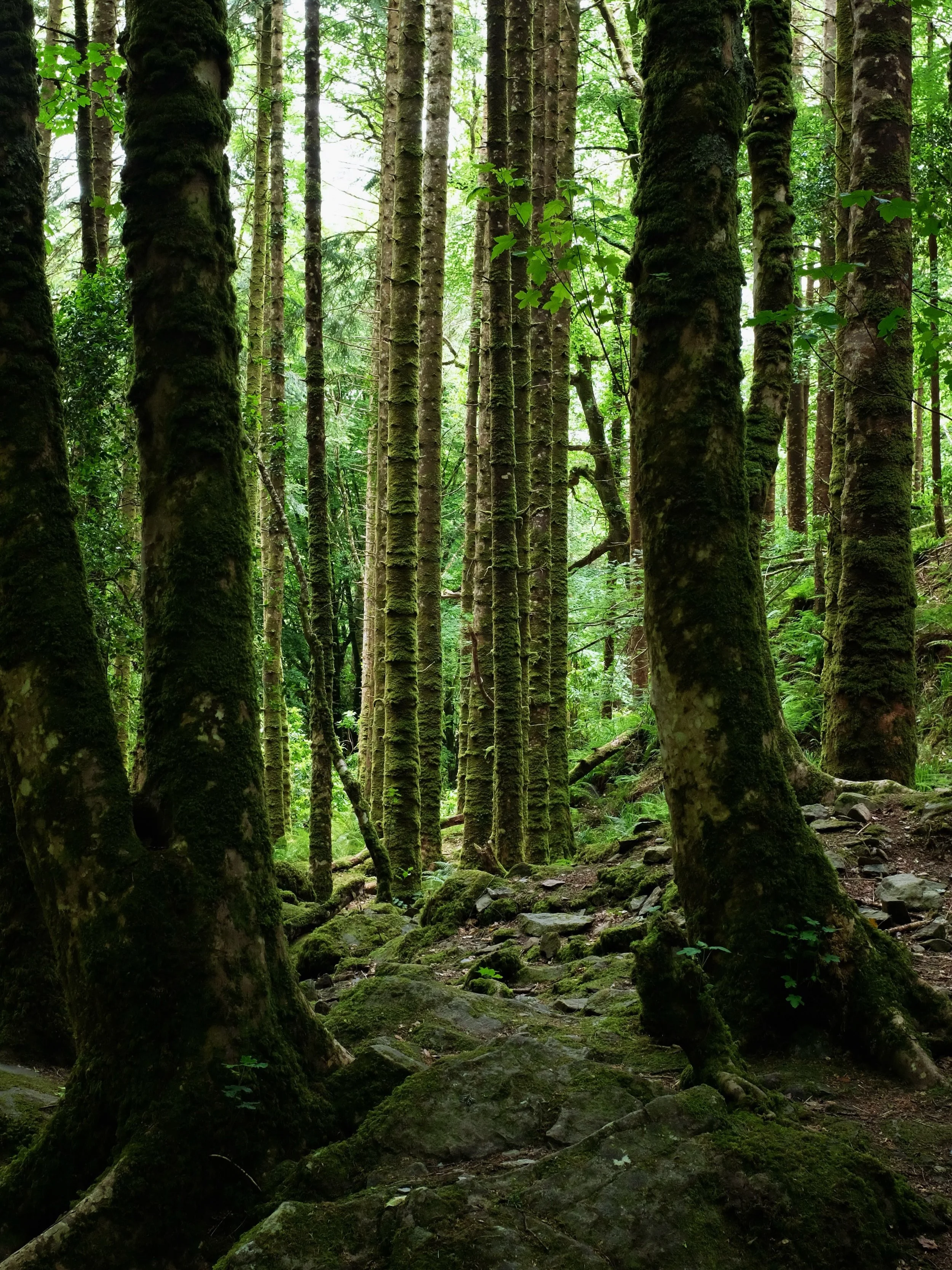 Follow us through enchanted forests&hellip;

#naturelovers #travel #exploretheworld #roundtrip #discoverireland