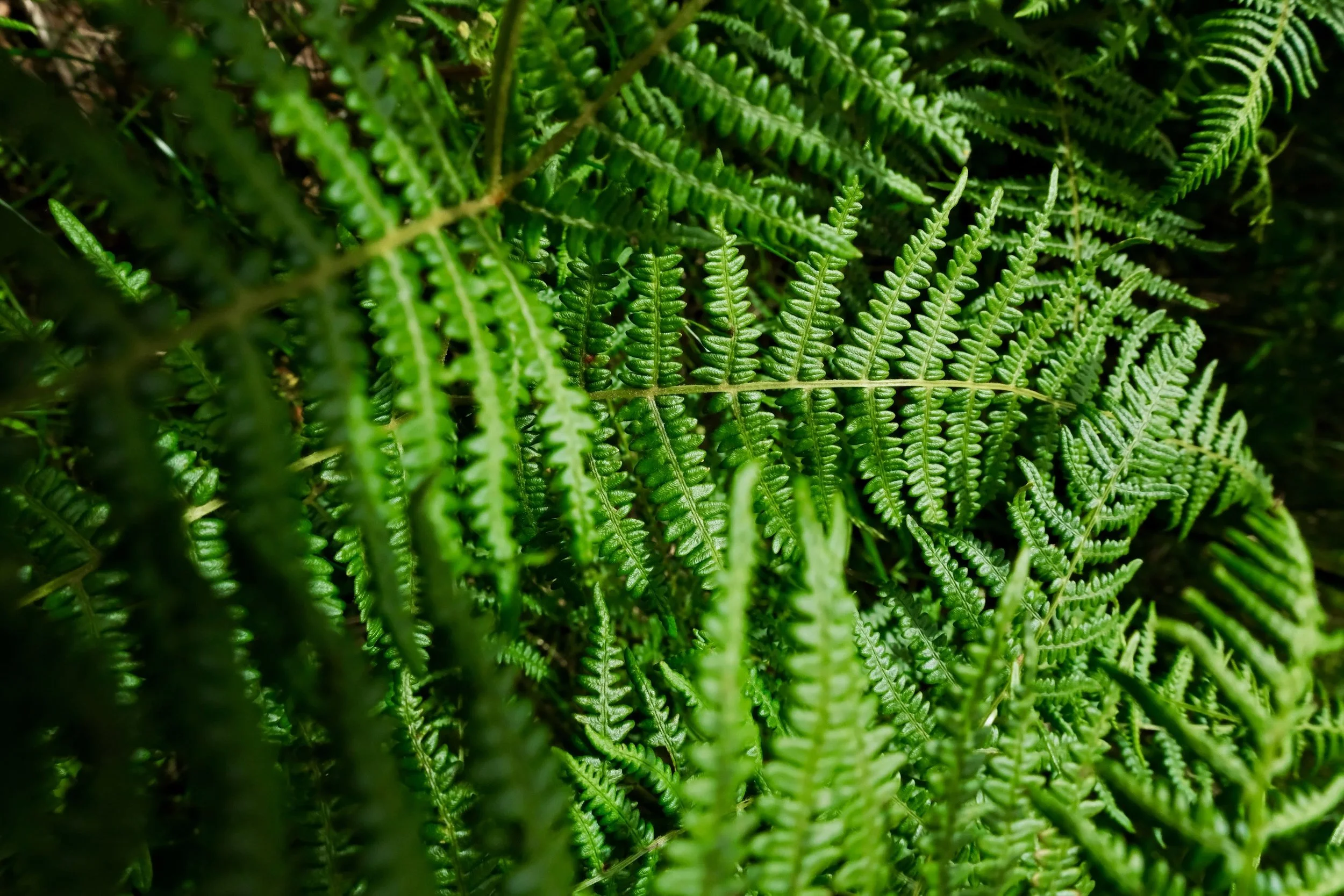 &hellip; and a never ending green. 💚🍀

#exploreireland #naturephotography #travelwithus #roundtrip #travelstory