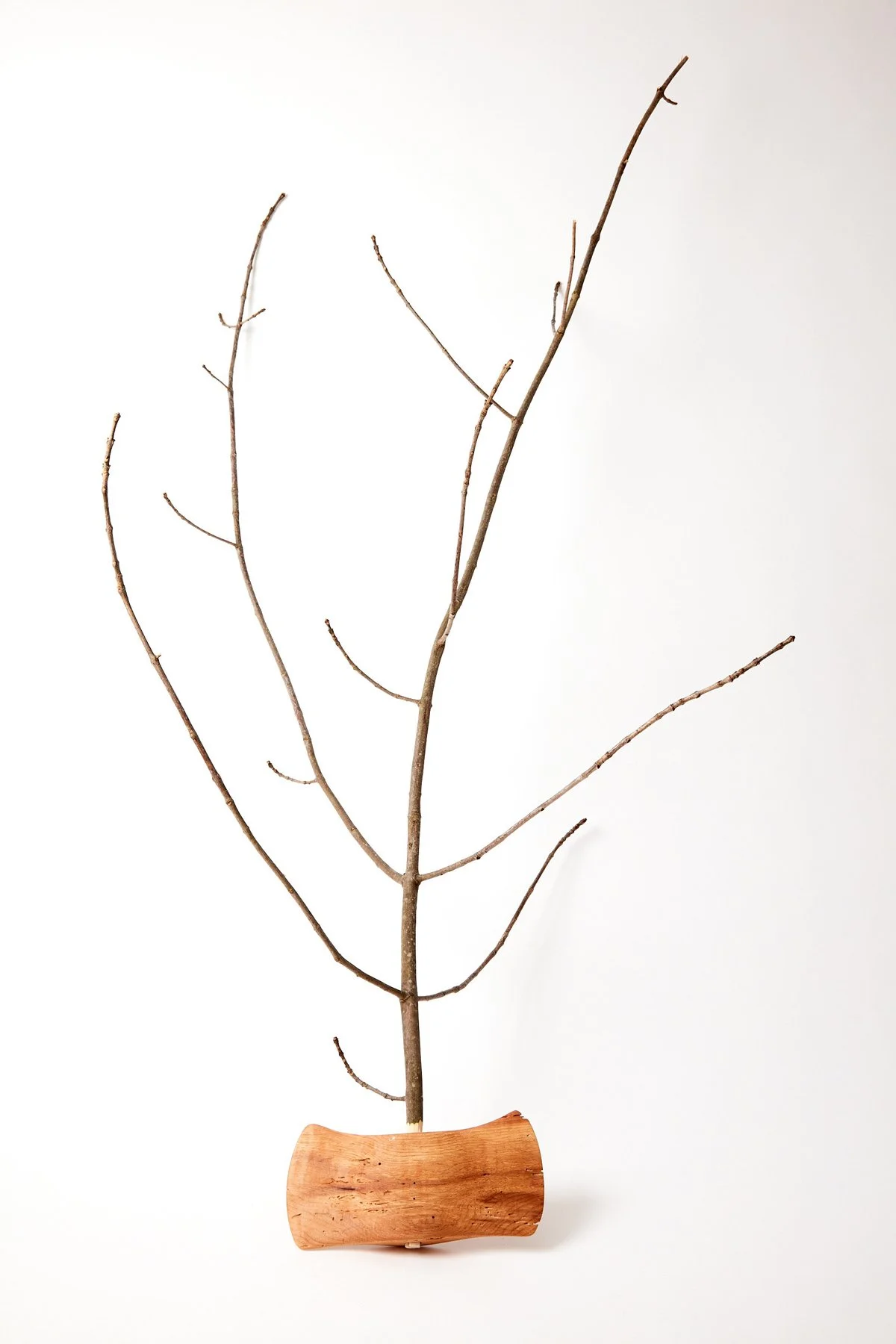 Witness Tree Axe 1.jpg