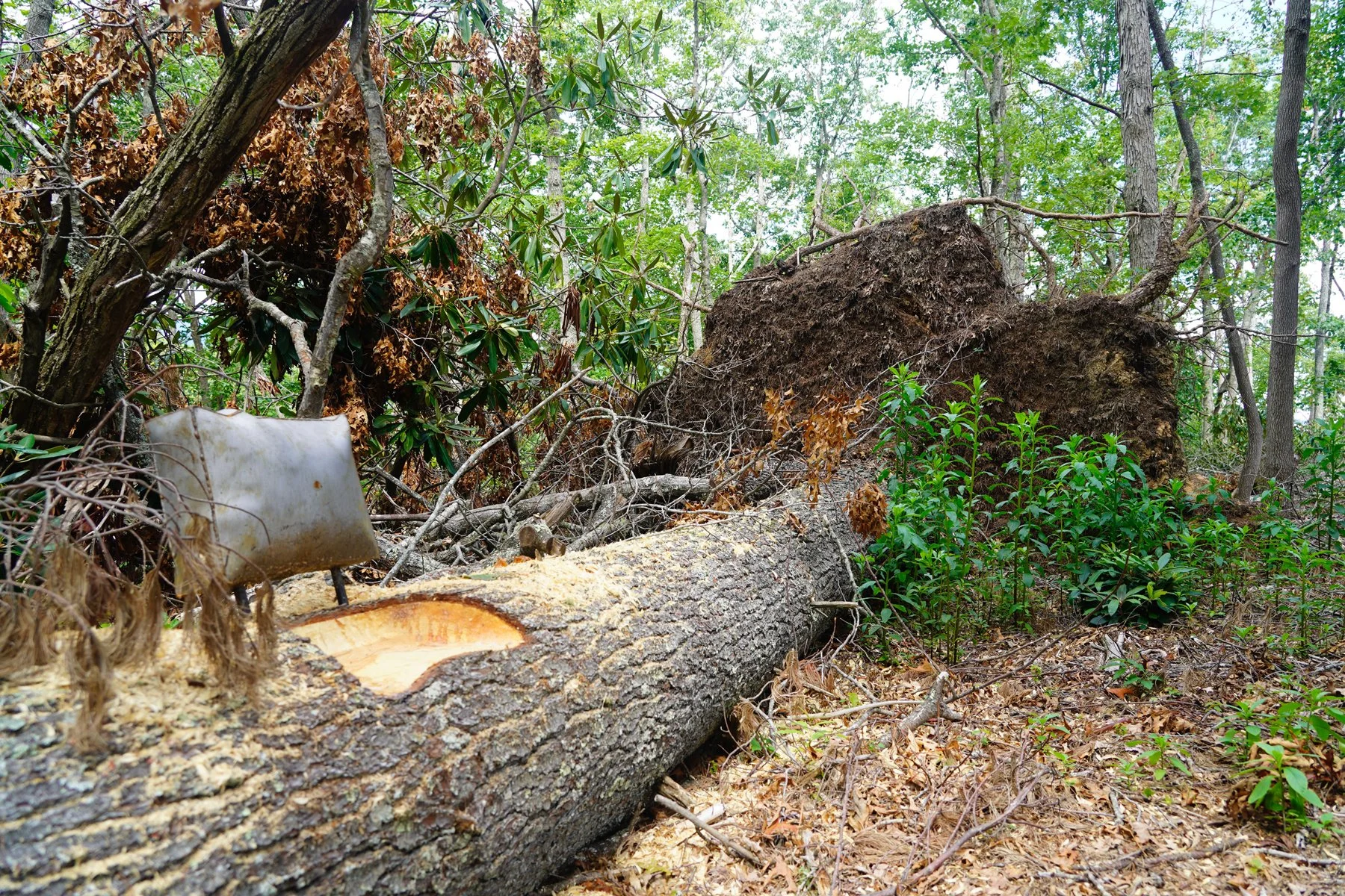 Penland Tree Chair 10.jpg
