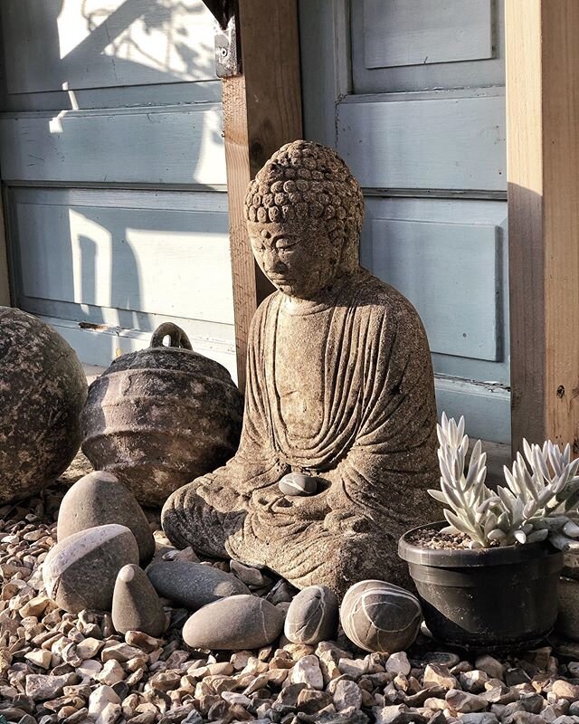 Evening light on the Buddha, lucky to have my greenhouse to potter around in, It&rsquo;s my happy place.....!
.
.
.
#greenhouse #buddha #eveninglight #calming #restful #plantlife #beautiful #love  #instagood #picoftheday #spring #eveninglight #cornwa
