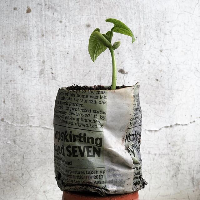 Fantastic Mr Bean....he&rsquo;s way ahead of the others.The courgettes and mangetout are pushing up through as well, but there is nothing more exciting than your first proper seedling. In fact lots of others including sweet peas have just decided to 