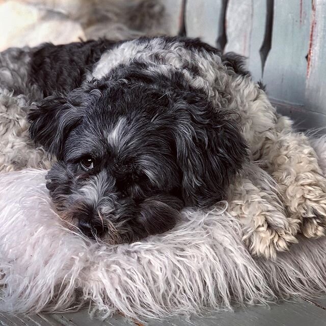 This is Sydney, she is my constant companion whom I can hug and kiss and squeeze when I need my fix. If I&rsquo;m painting she sleeps in my studio or more recently helps me in the garden, we are so incredibly lucky to have this little dog that gives 