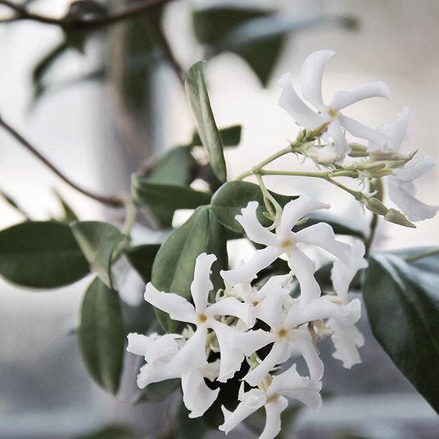 Jasmine flourishing in the greenhouse, it&rsquo;s the first time and the scent is subtle and heavenly, not overpowering. It&rsquo;s crawling up one side of the room and doing exactly what it was told....very good Jasmine!
.
.
.
#plantsofinstagram #ja