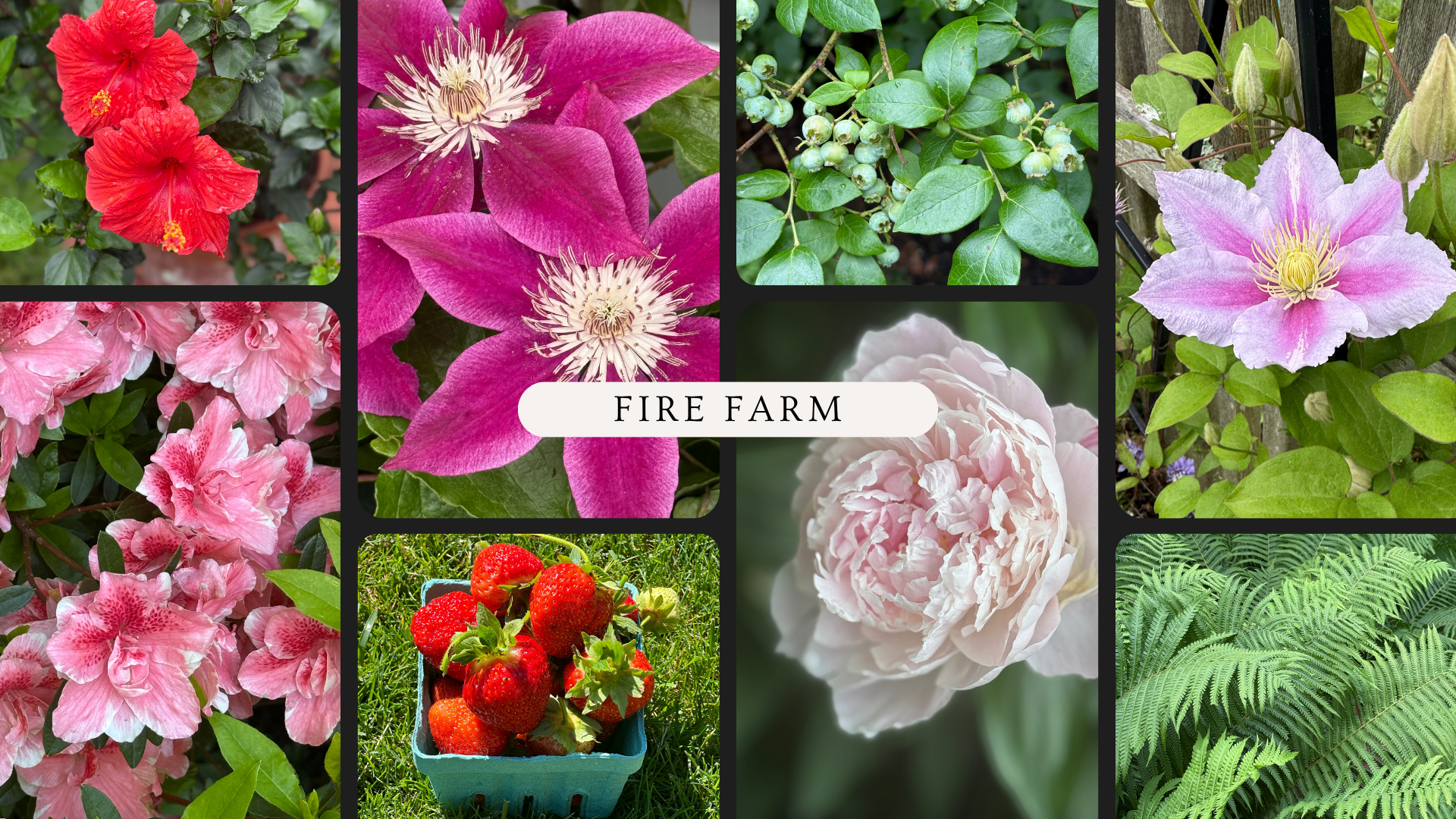 Summer at Fire Farm — Nancy Fire