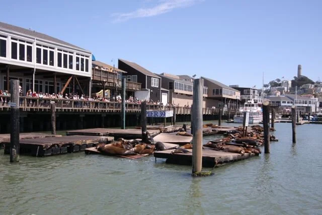 Pier39Sealsw.Coit.jpg