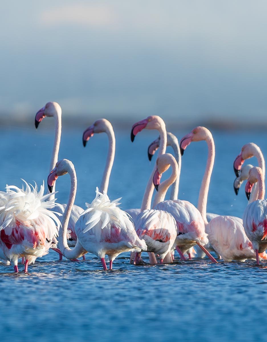 A flamboyance of flamingos.jpg