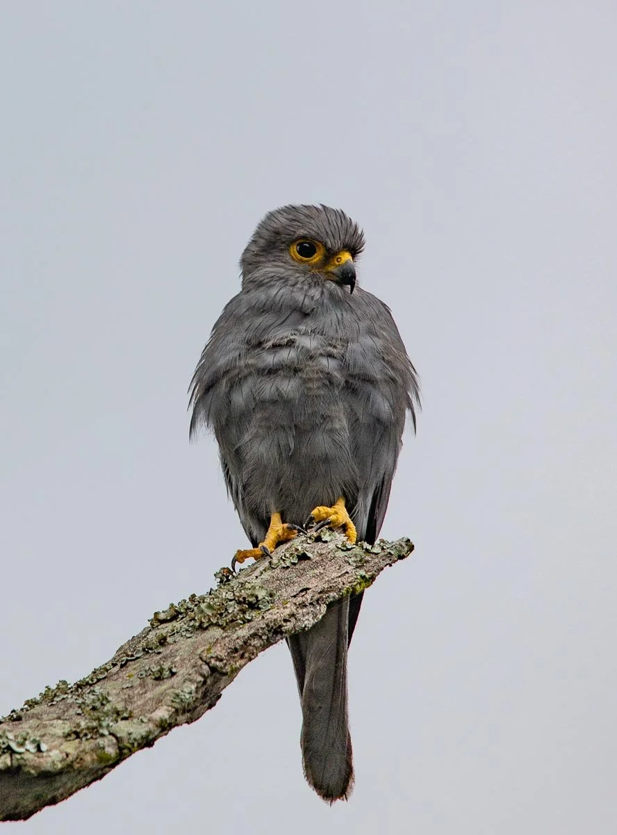 Rubondo Photos-12.jpg