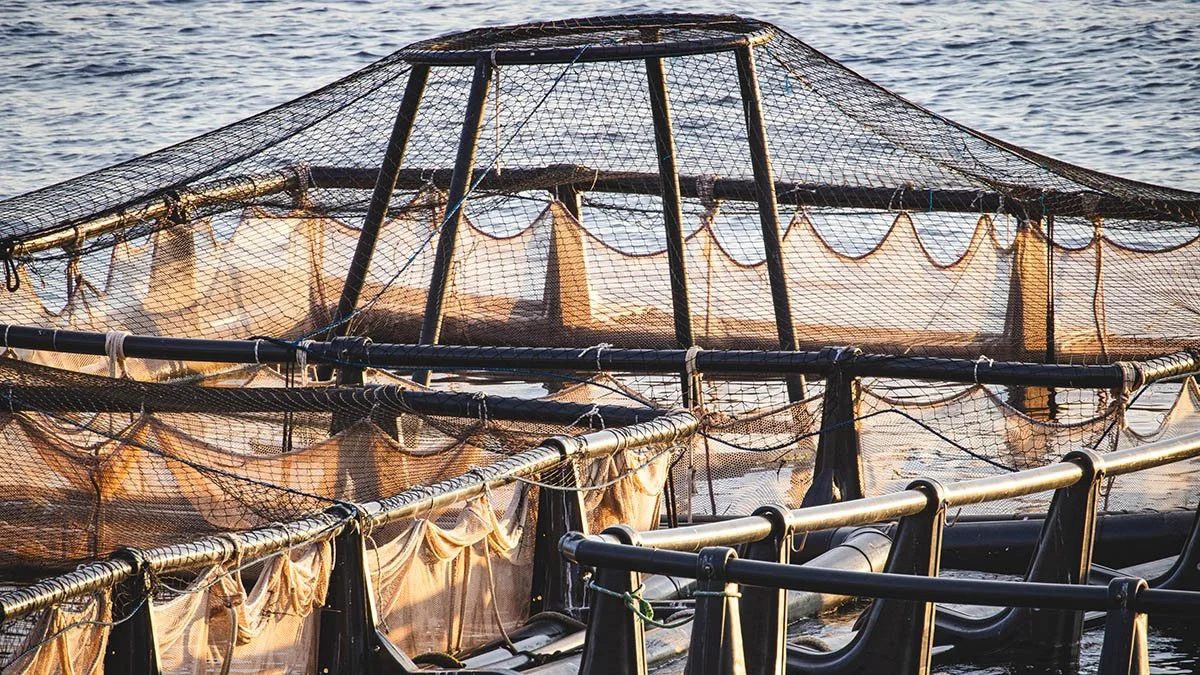 Cinematography still of a marine fish farm cage in the Ionian Sea, Greece, documenting the sustainable aquaculture industry for an environmental documentary.