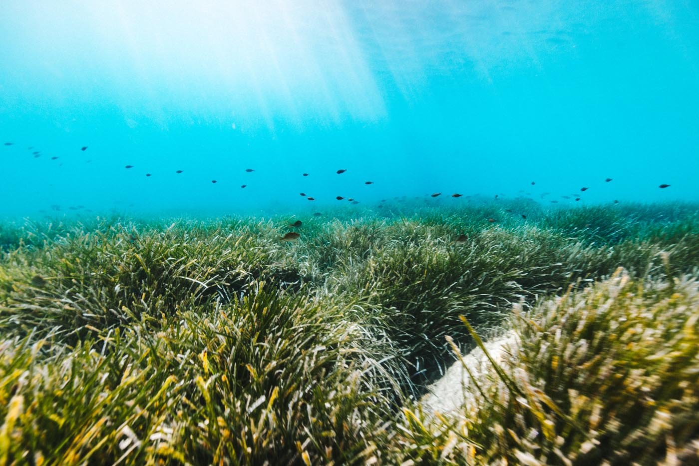 Seagrass 5.jpg