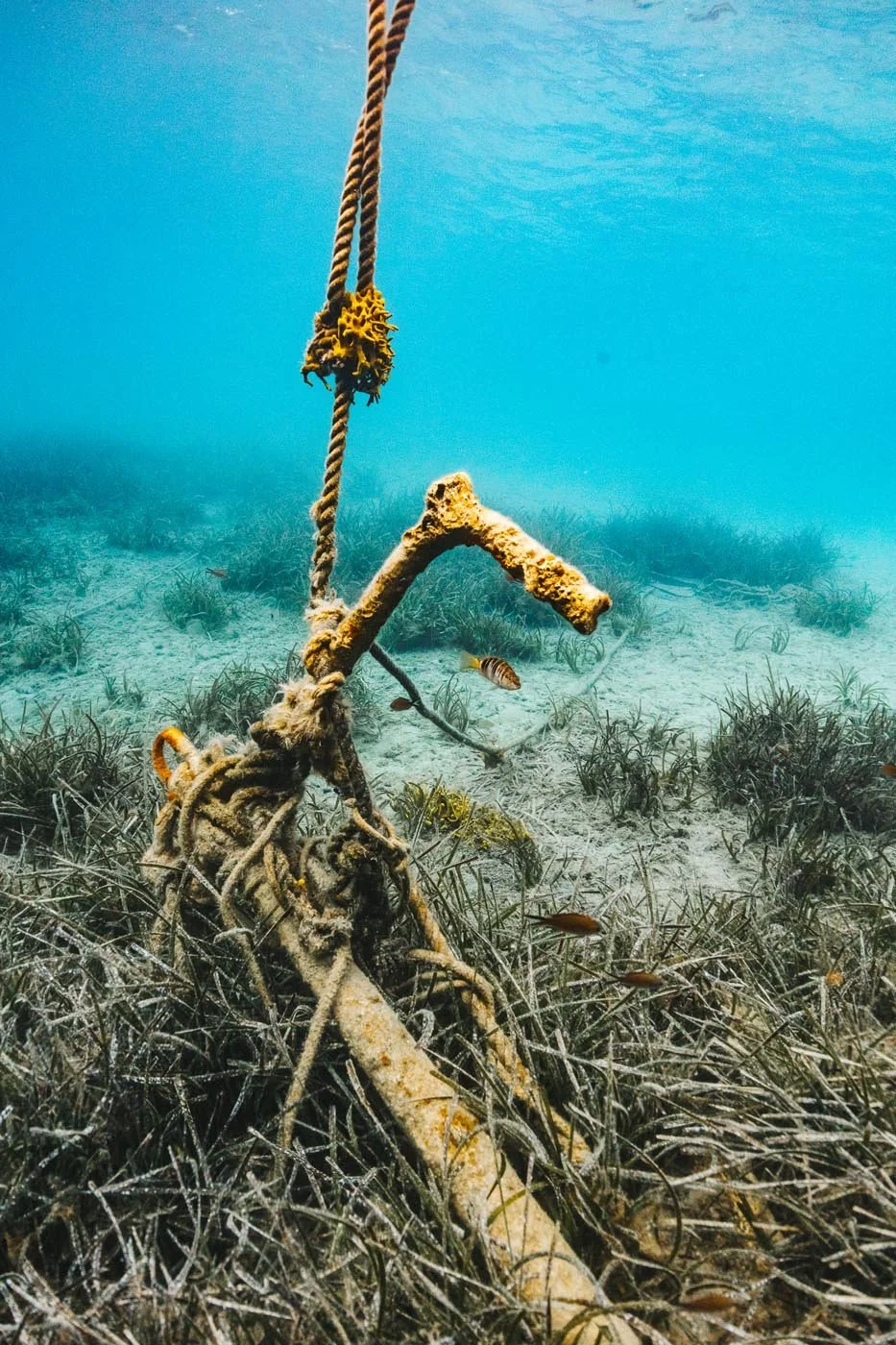 Underwater Desimi-25.jpg