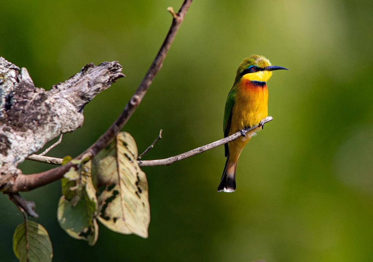 Rubondo Photos-5.jpg