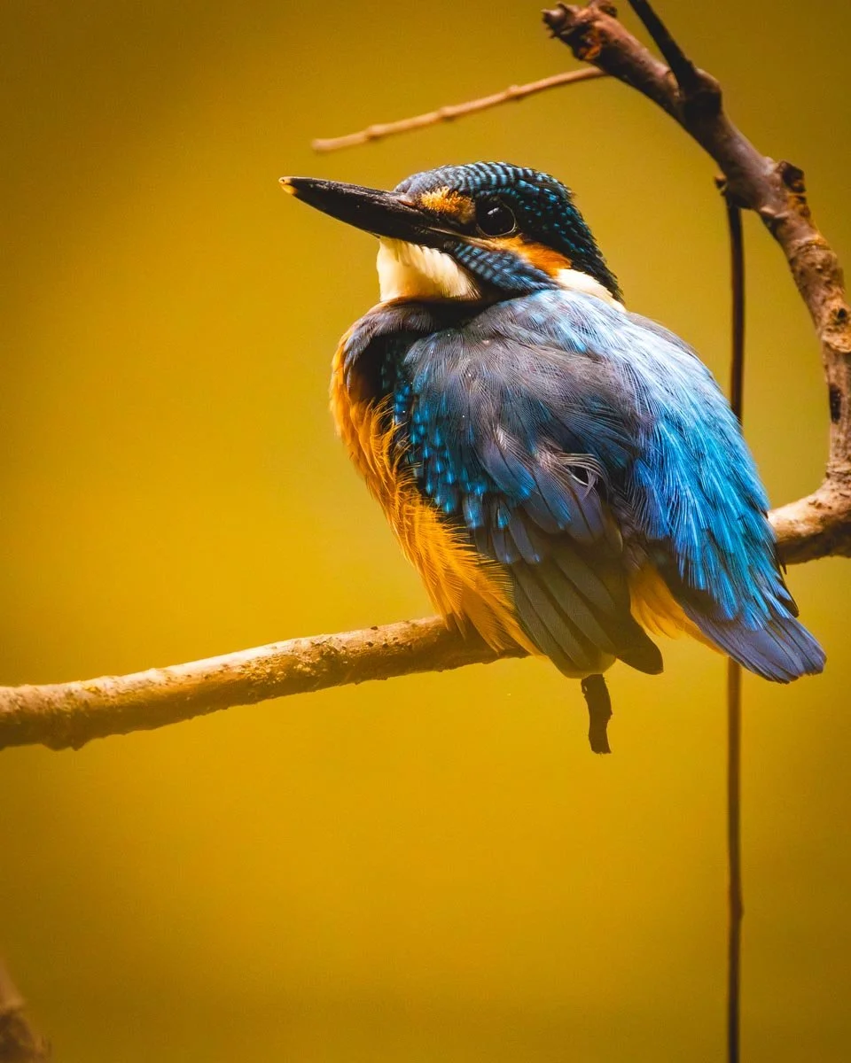 Kingfisher-3.jpg