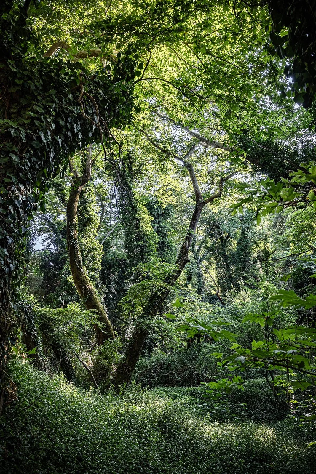 Landscape Portfolio fairy woods.jpg