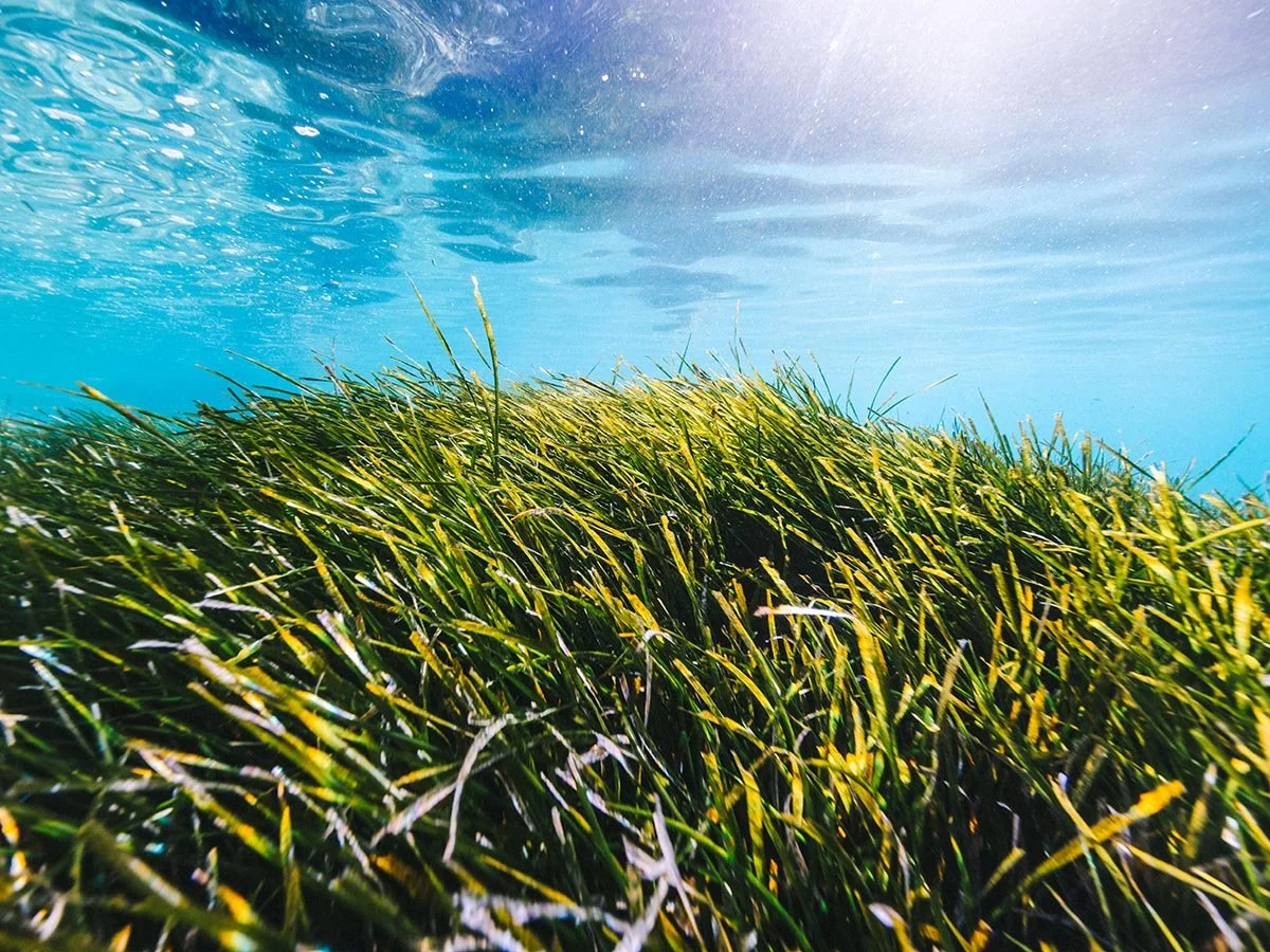 Underwater cinematography of healthy Posidonia oceanica seagrass meadows in the Ionian Sea, captured for a marine conservation documentary in Greece.