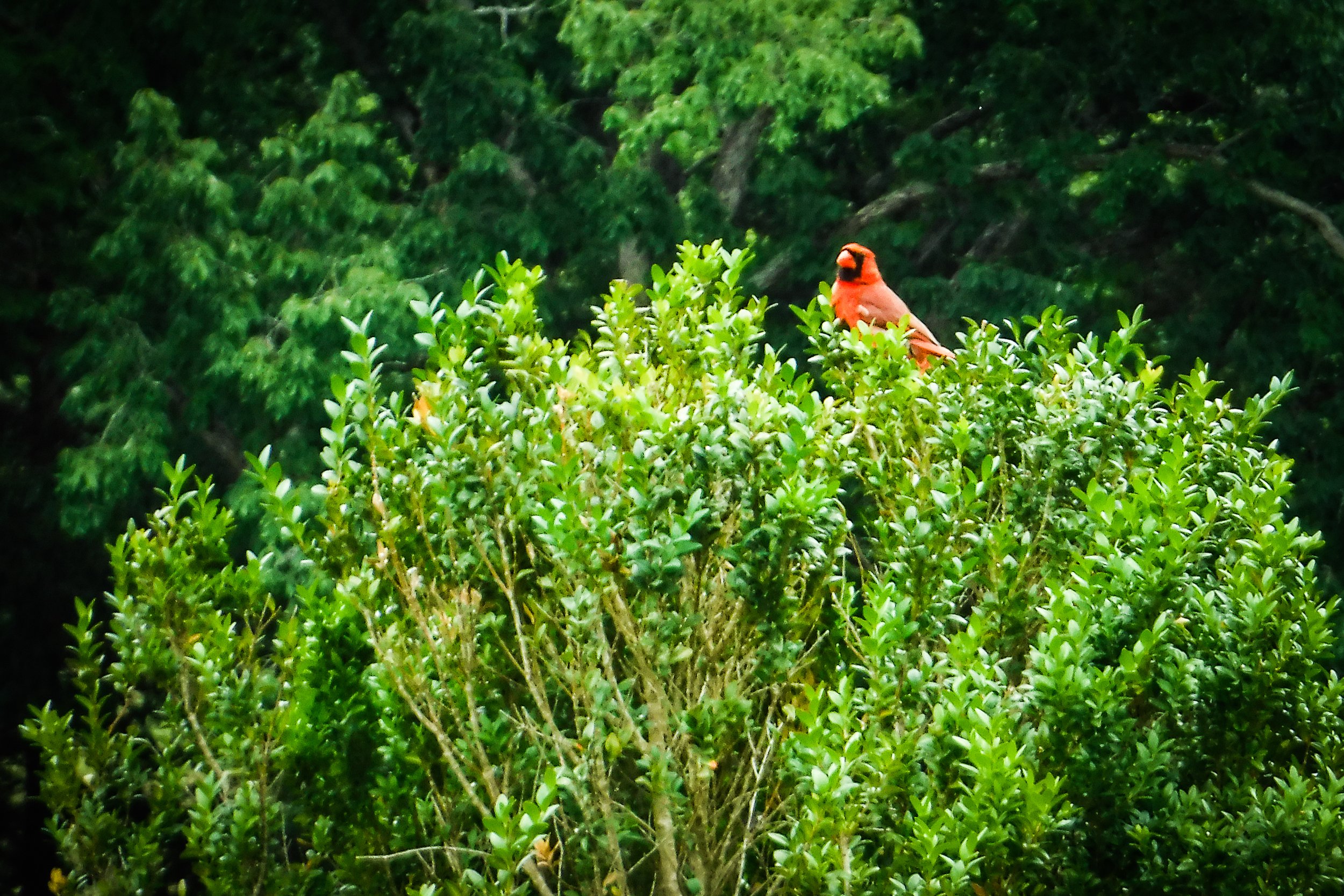 40-BethanyStineman-CheekwoodCardinal.jpg
