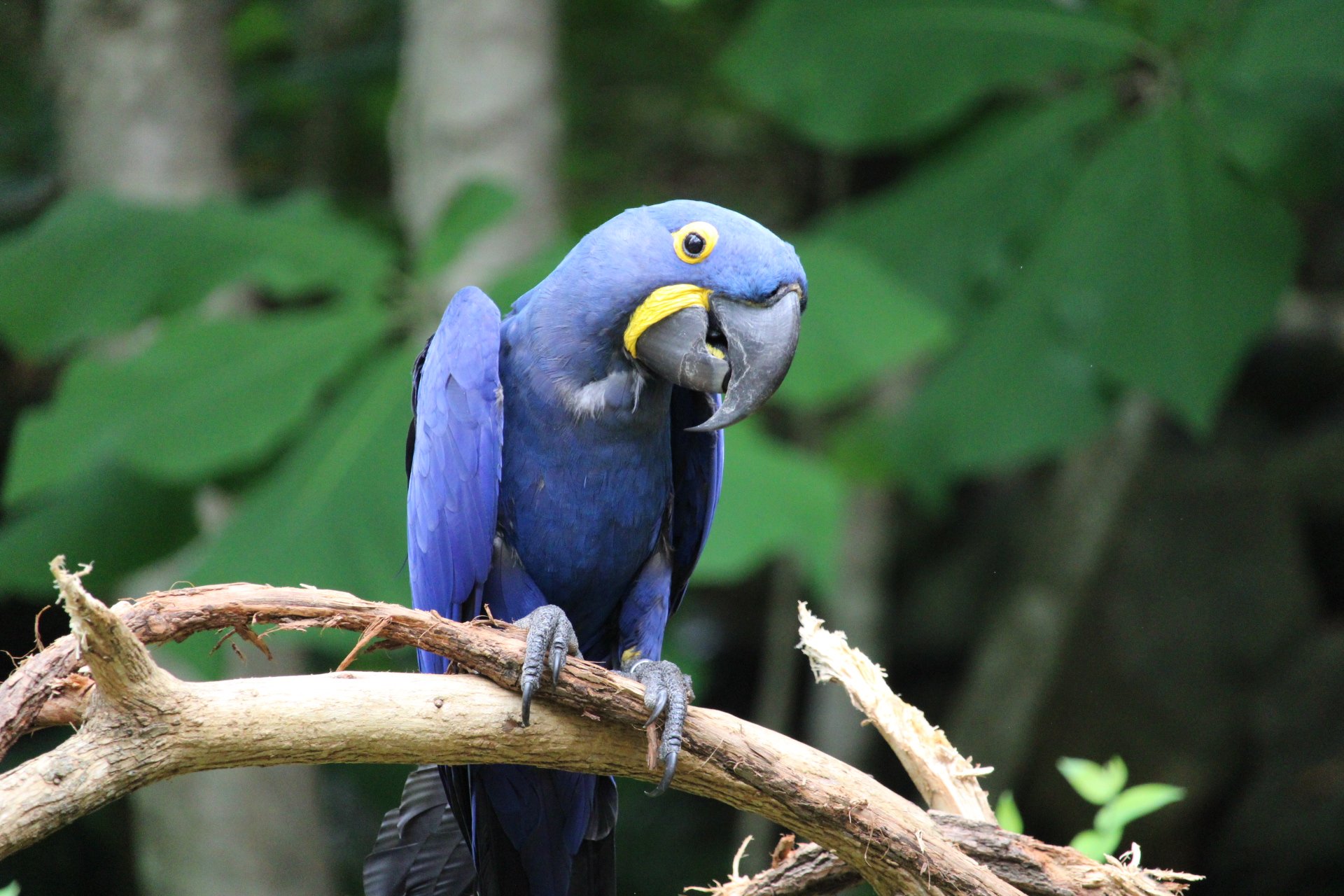 47-will-brim-mcaw-bird.jpg