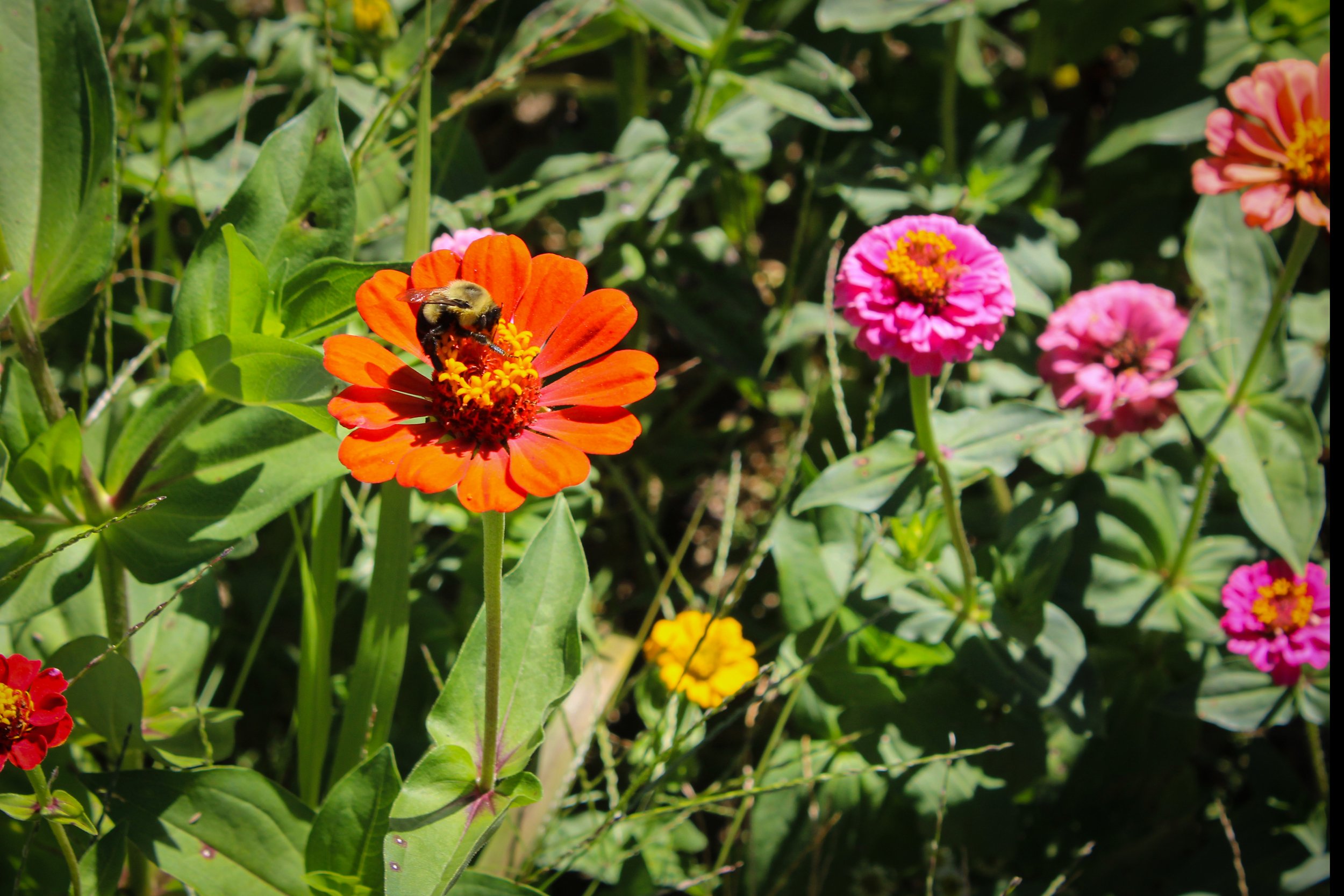 120-CianBonnett-South40Flowers.jpg