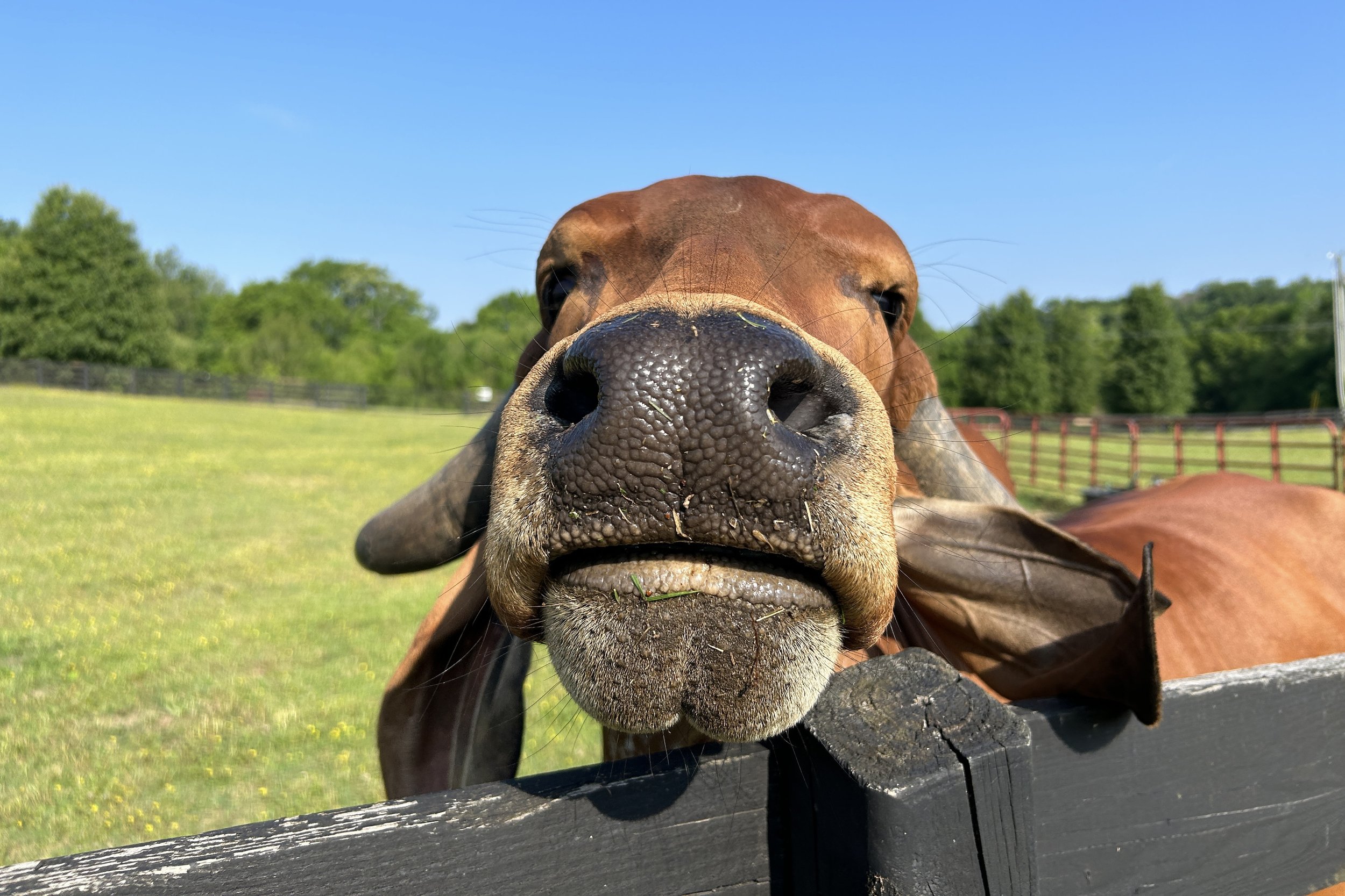 72-NicholasCoakley-Betty.jpg