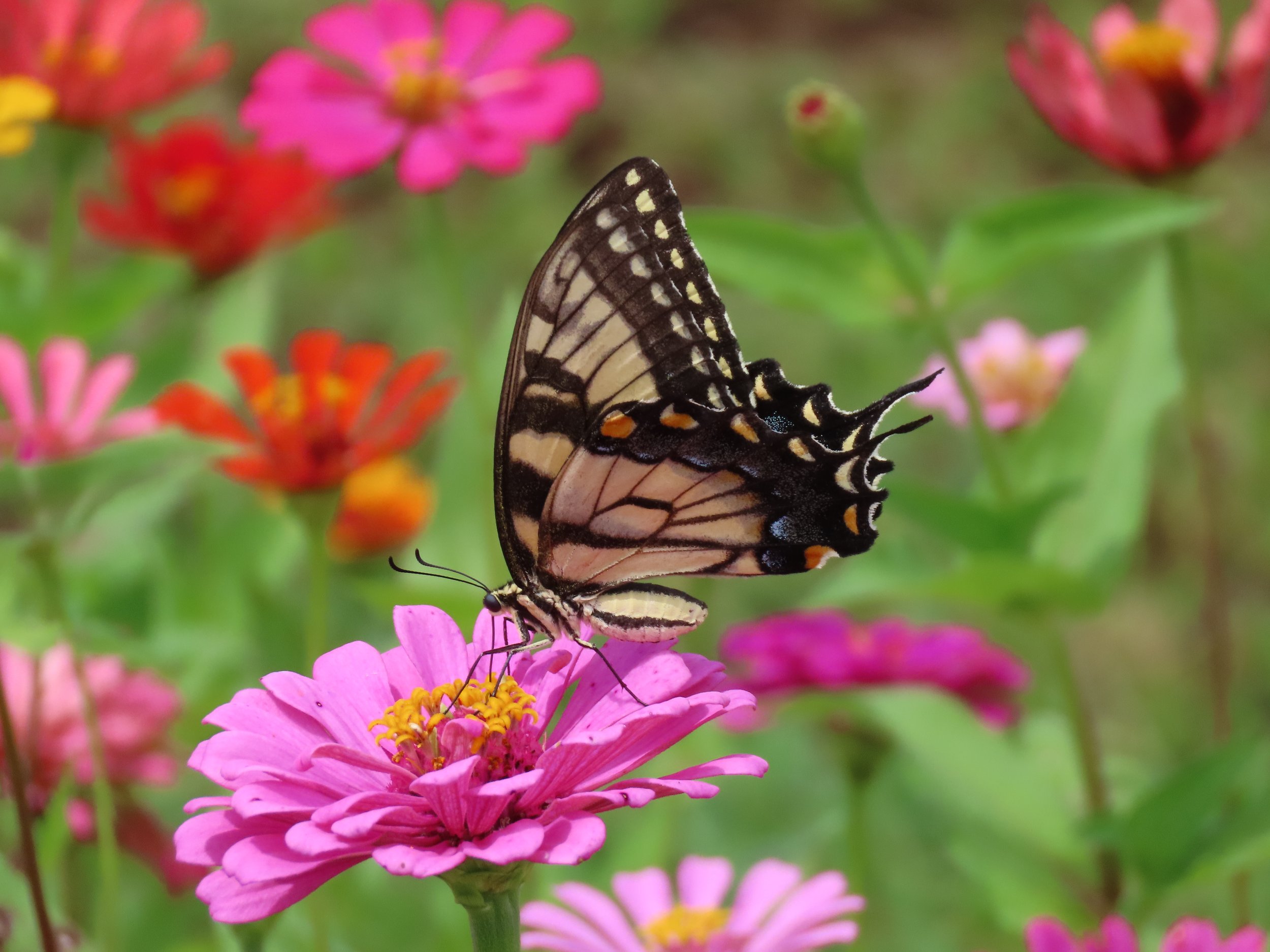 102-AlyssaRay_Butterfly-swallowtail.jpg