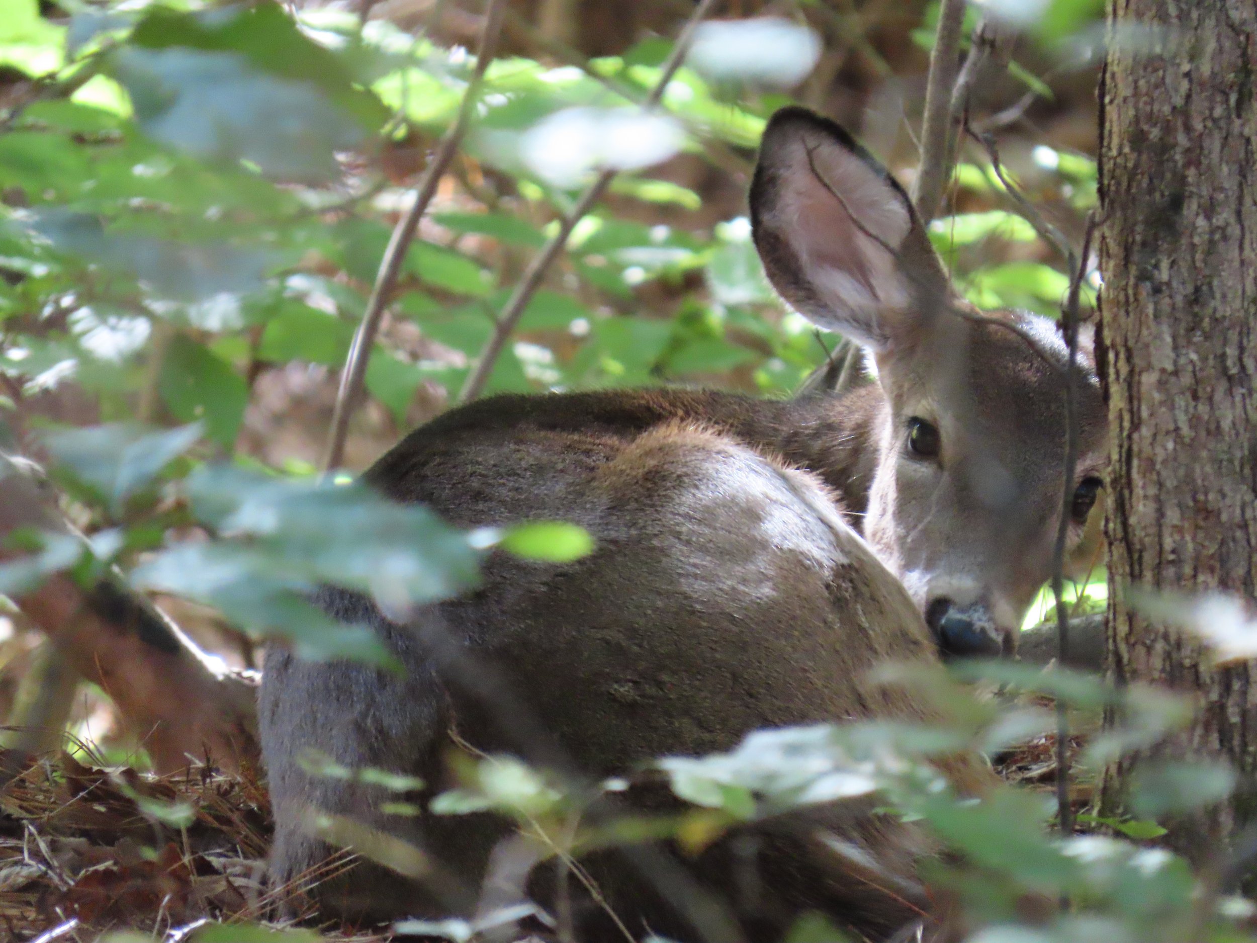103-AlyssaRay-Deer.jpg