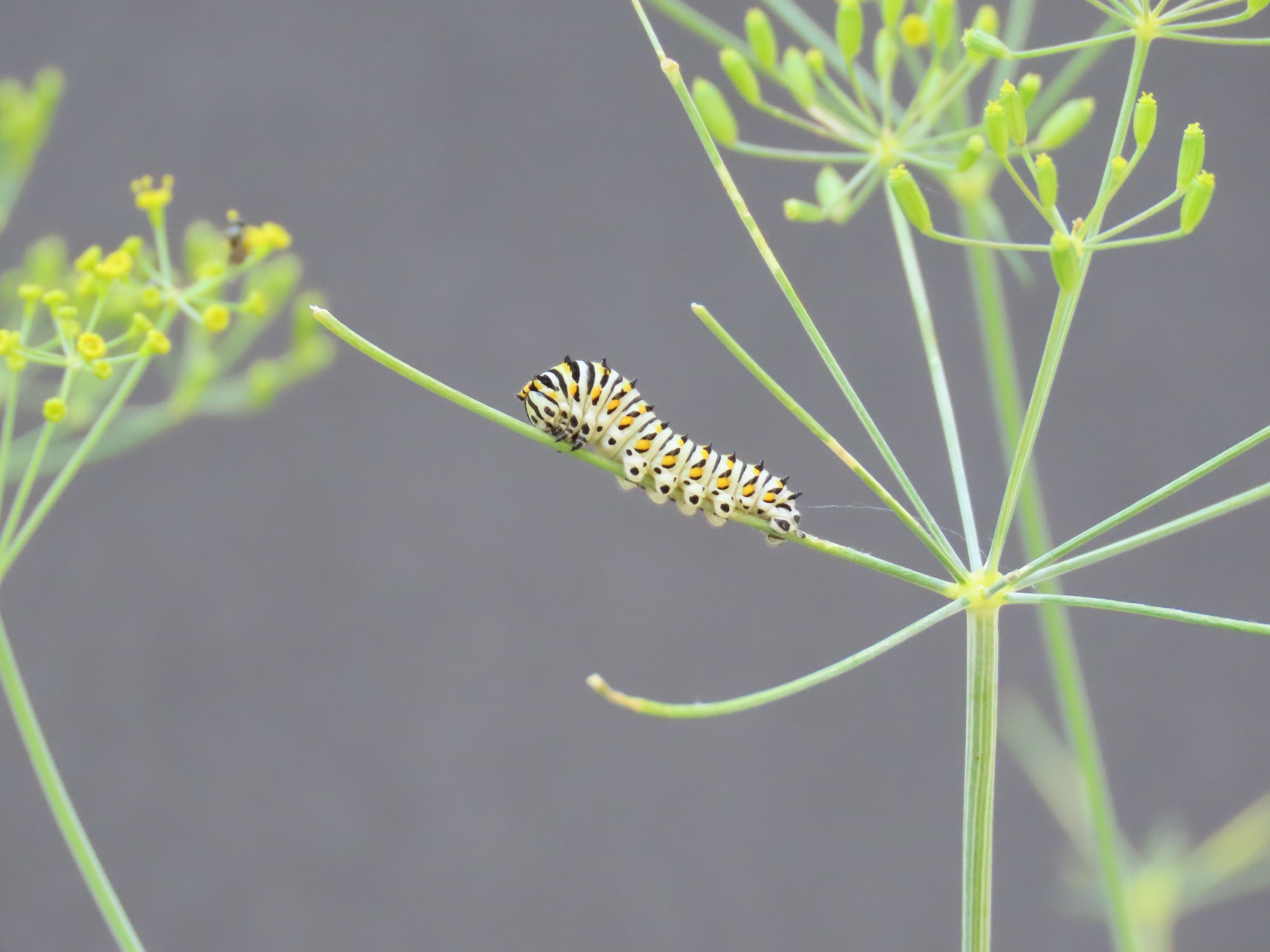 33-AlyssaRay_caterpillar.jpg