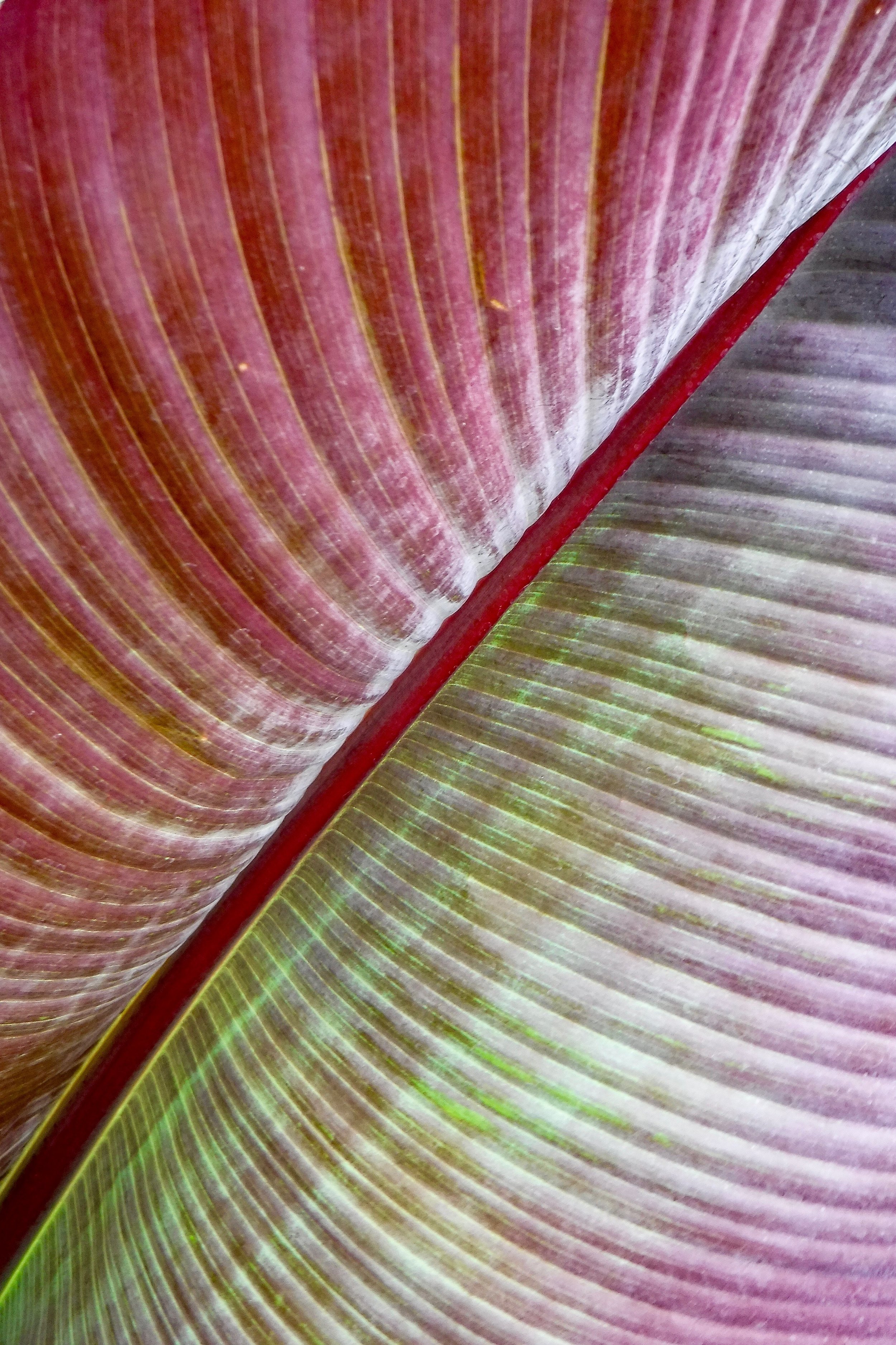 11-LanaVanPamel-Colorful Leaf.jpeg
