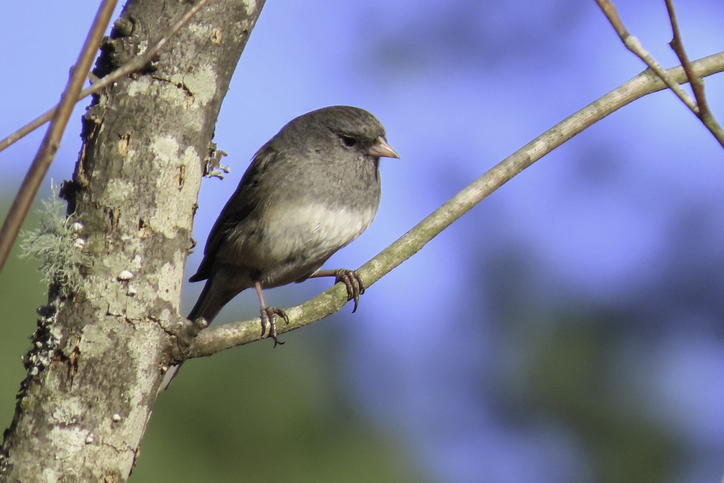 micah-junco.jpg