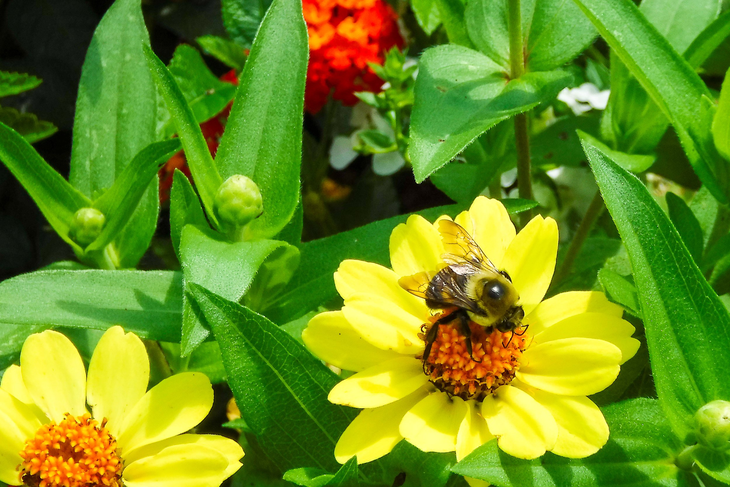 5-SamPorcelli-BeeGoodtoEachOther.jpg