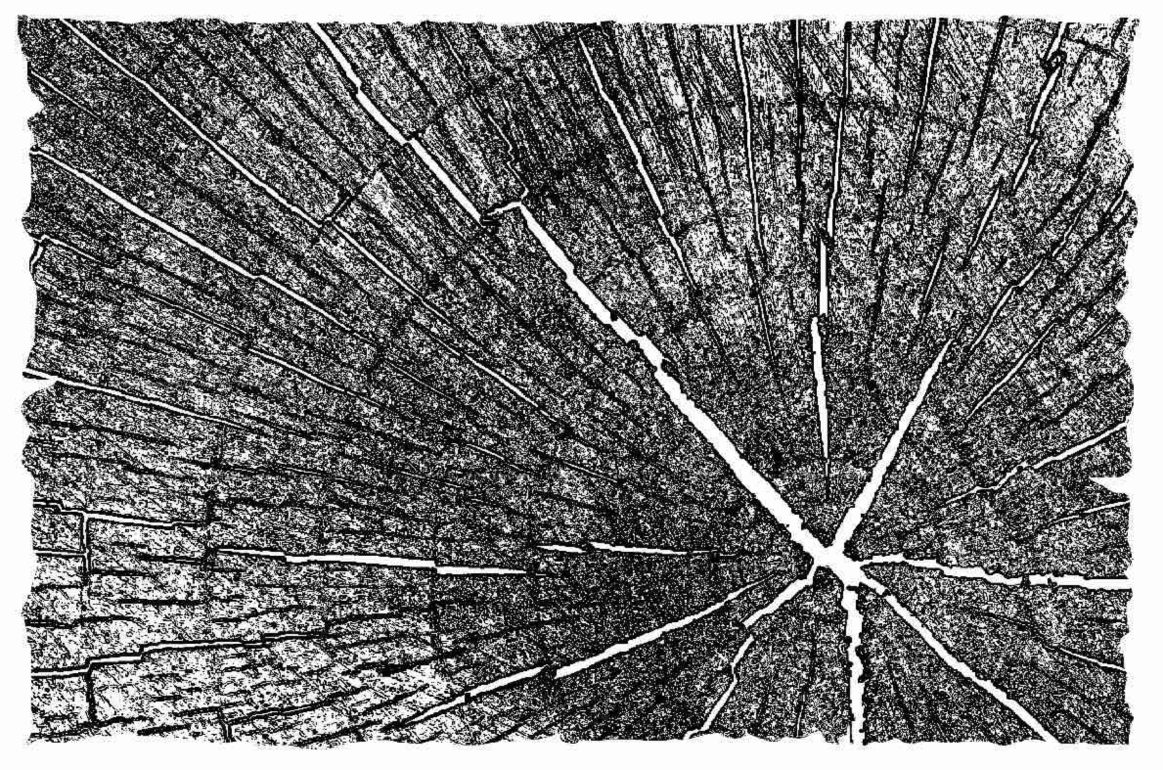 tree.png