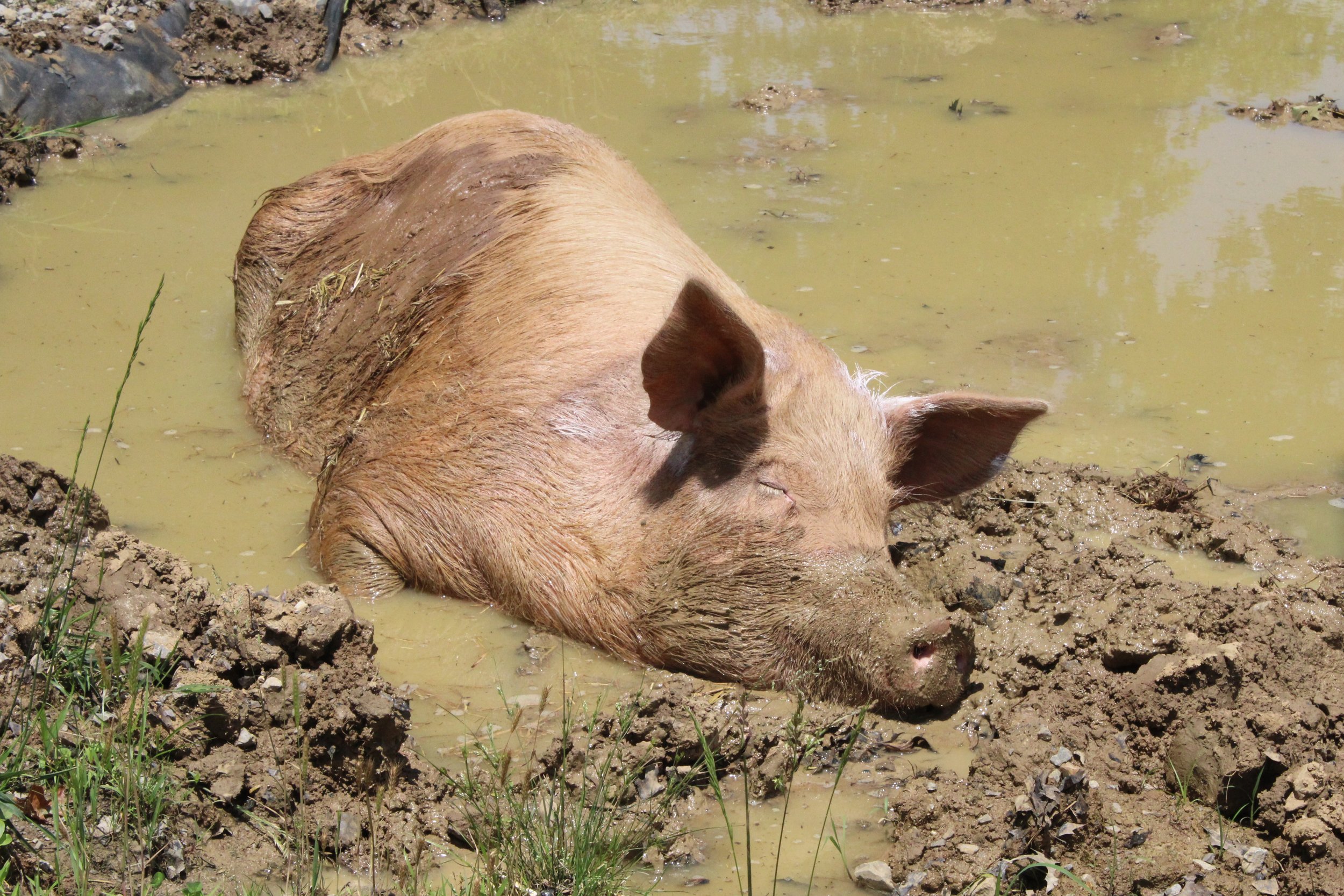 114-CharlieBurrows-PigCoolingOffInMud.jpg