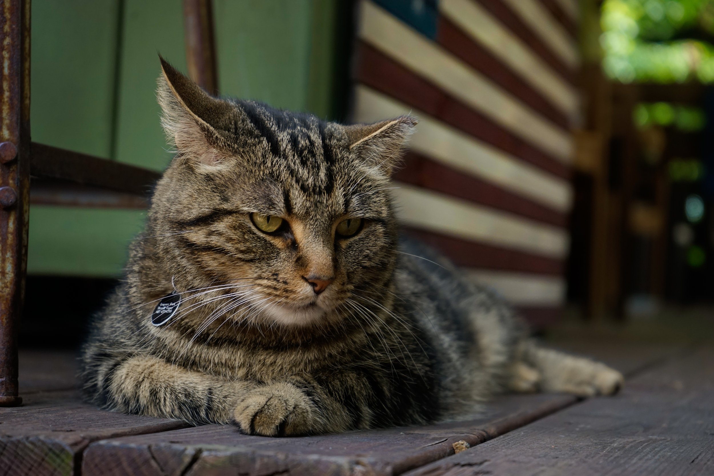 119-NormanTiedemann-CreeksideCat.jpg