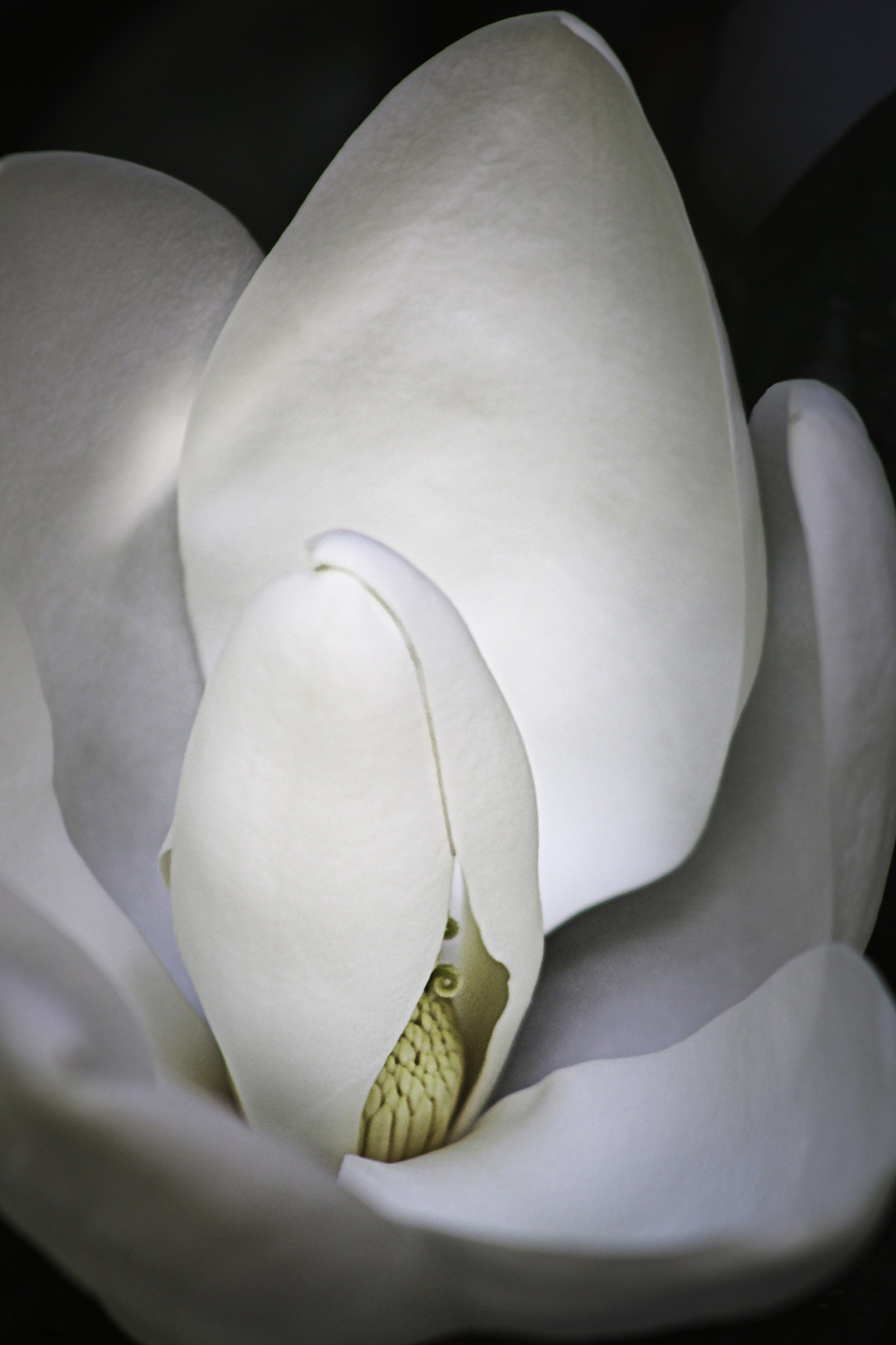 74-BrockBordreau-Magnolia.jpg