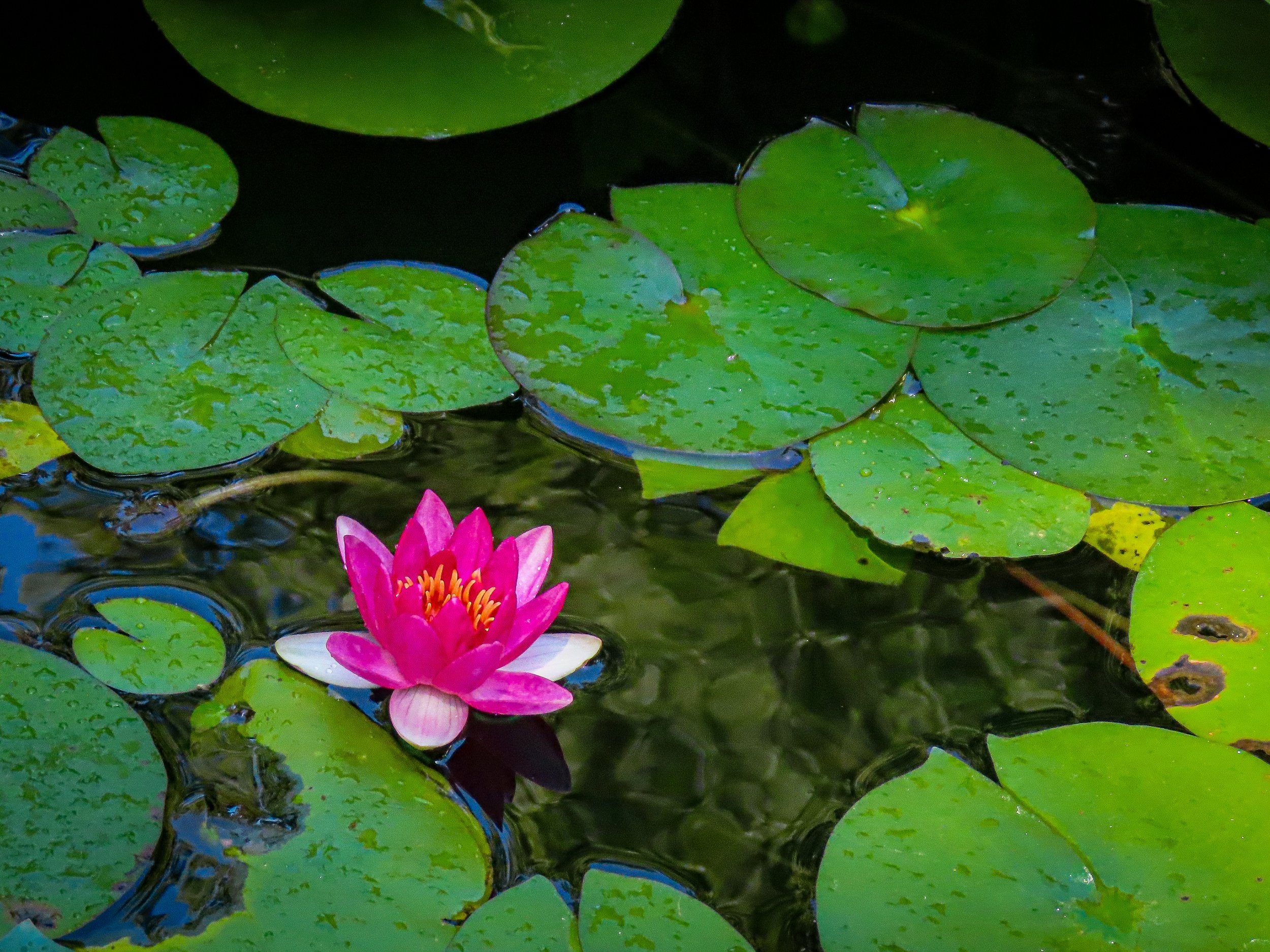 49-MicahElliott-LilyPads.jpg
