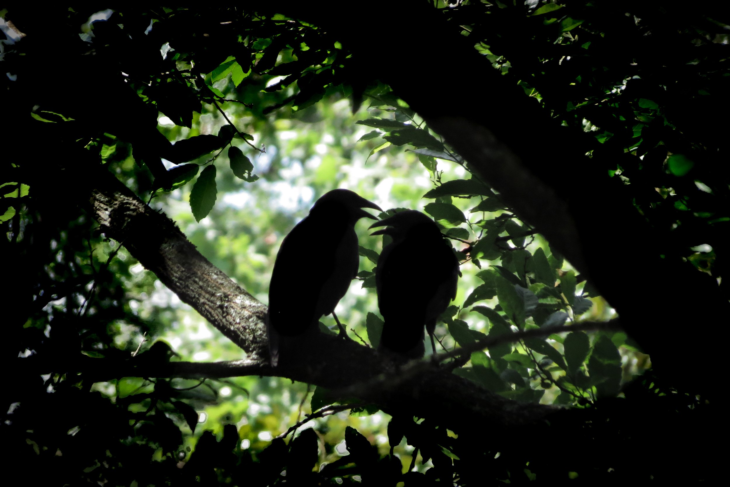 73-CharlieBurrows-TwoCrowsinSilhouette.jpg