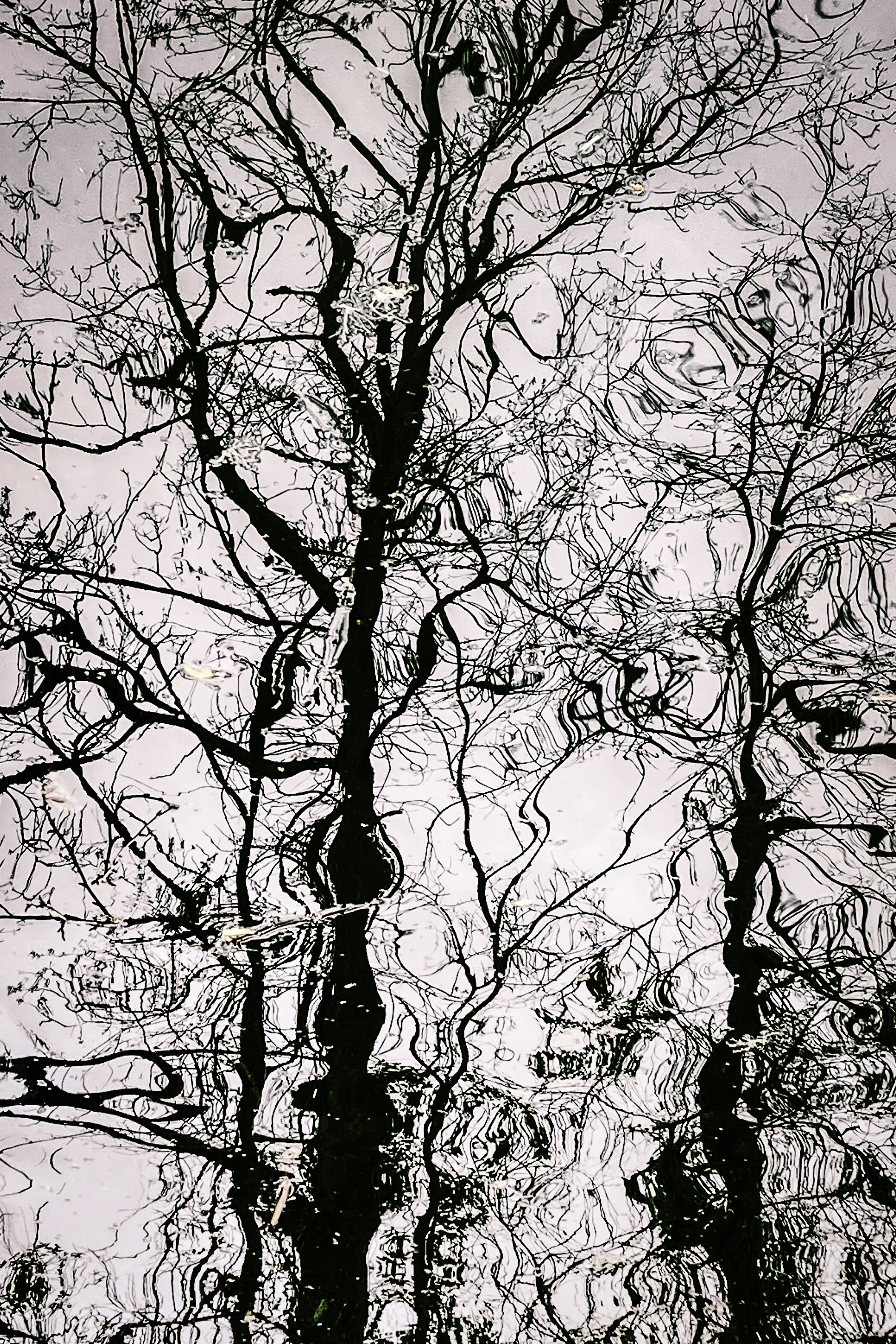 91-BrockBordeau-TreeReflections.jpg