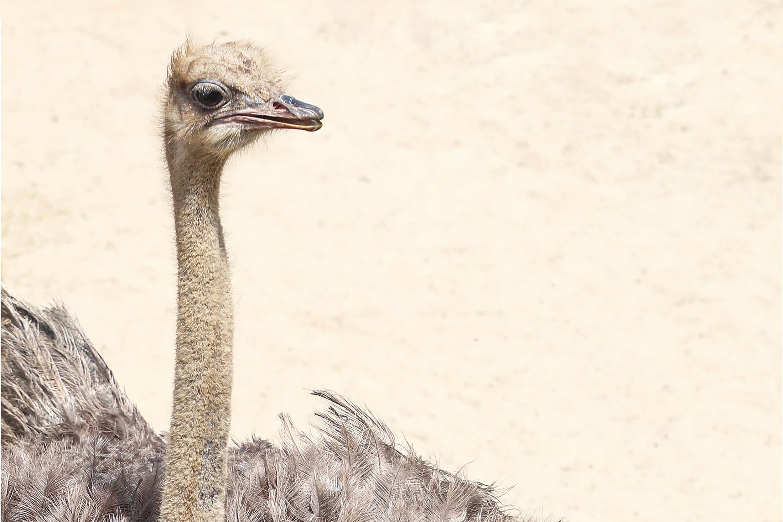 81-SamiZinni-Ostrich.jpg