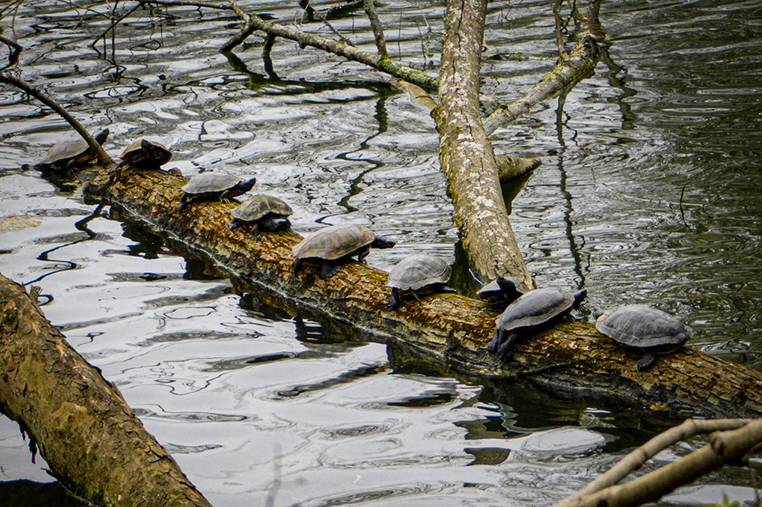 10-EricWilson-LogJam.jpg